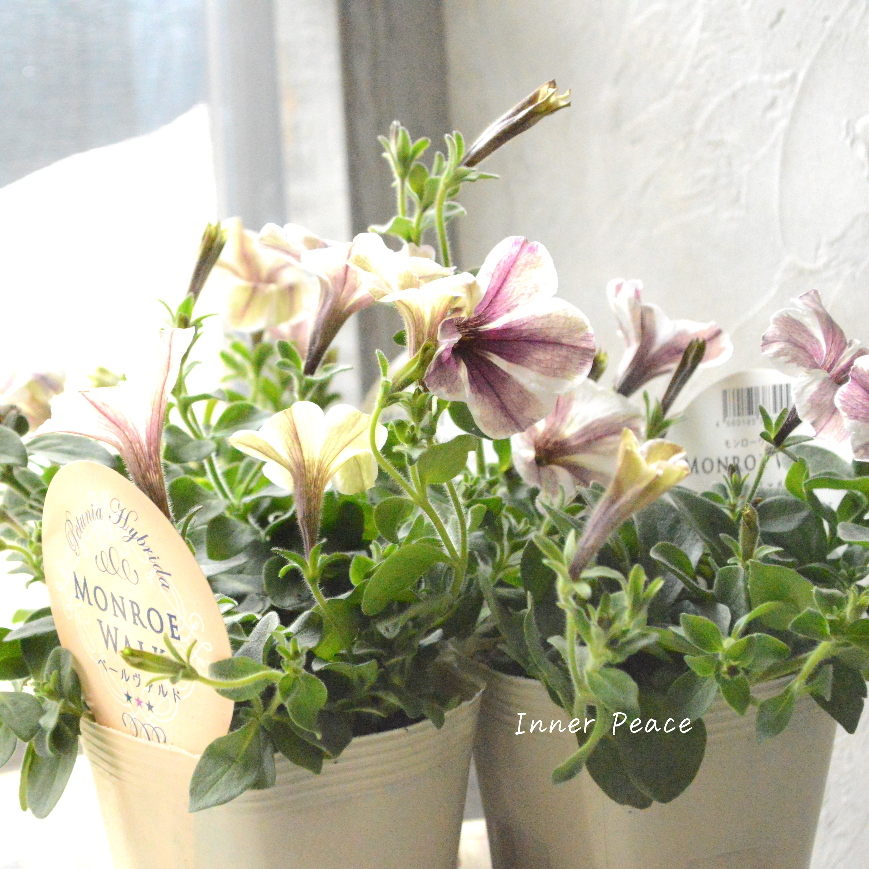 【花芳さんオリジナル】 ペチュニア 『モンローウォーク・ベールヴァルド』 3.5寸POT