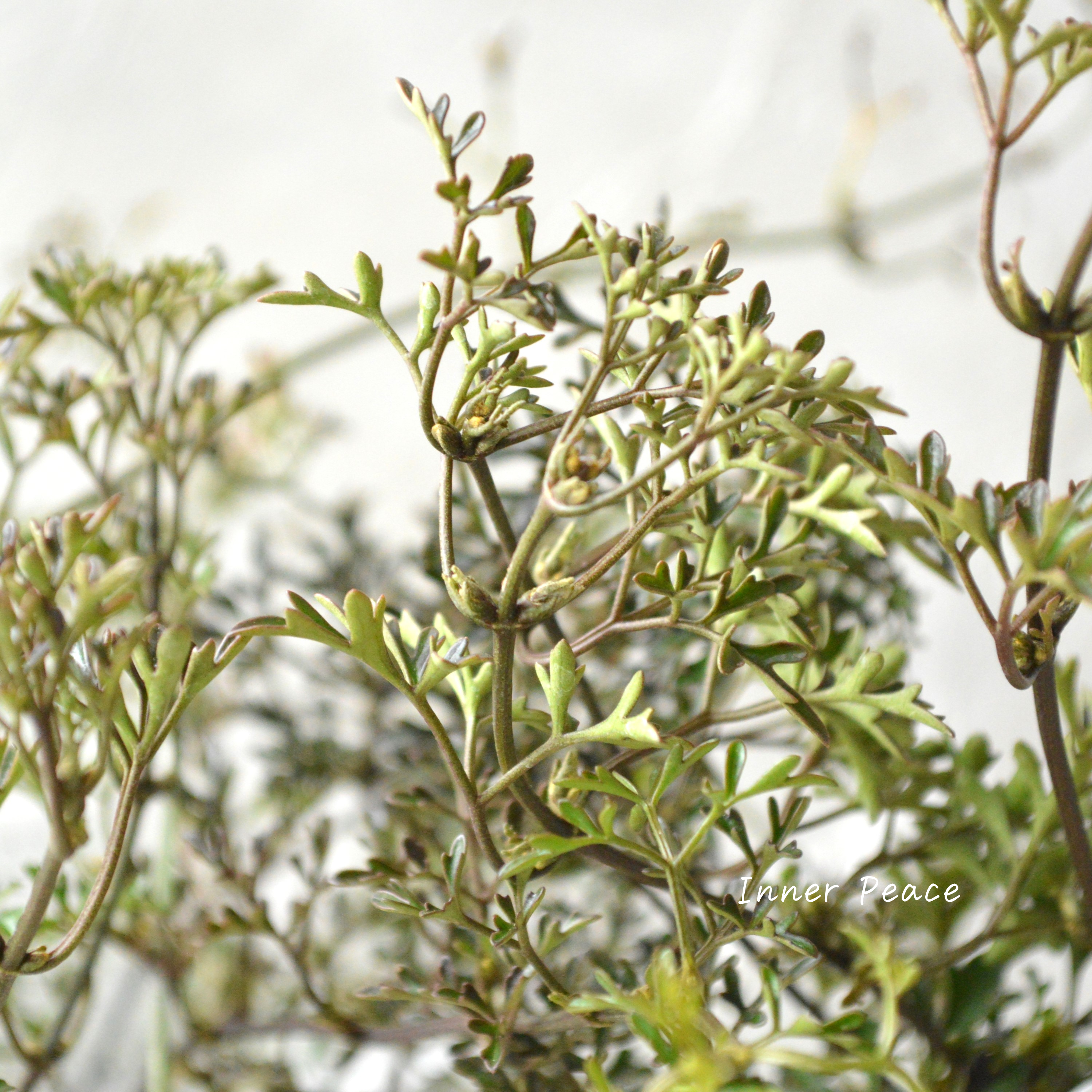 【常緑】 クレマチス 『ペトリエイ』 3.5寸ロングPOT