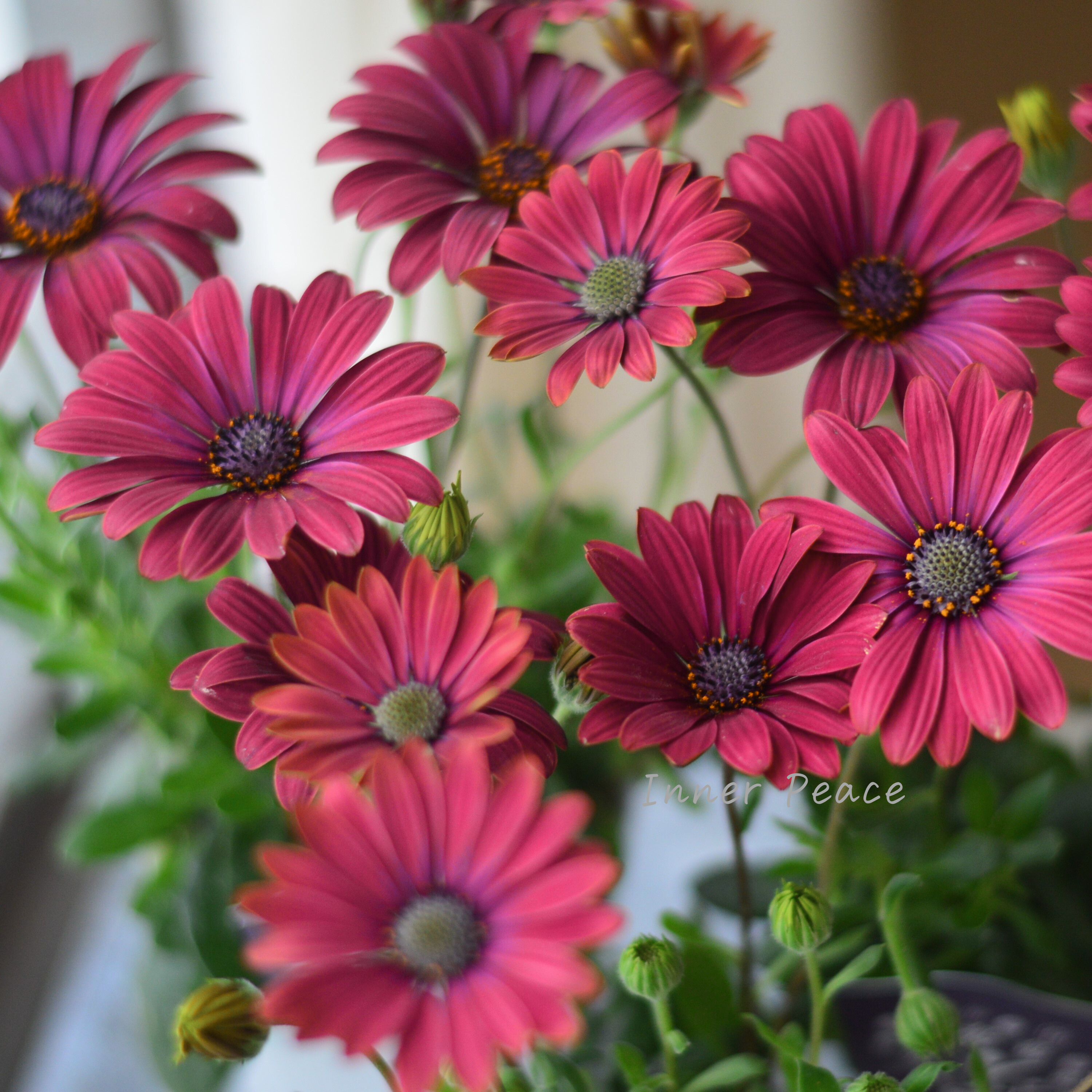 【希少】 ナラフラさんのオステオスペルマム 『ノクターンルージュ』 3寸ロングPOT