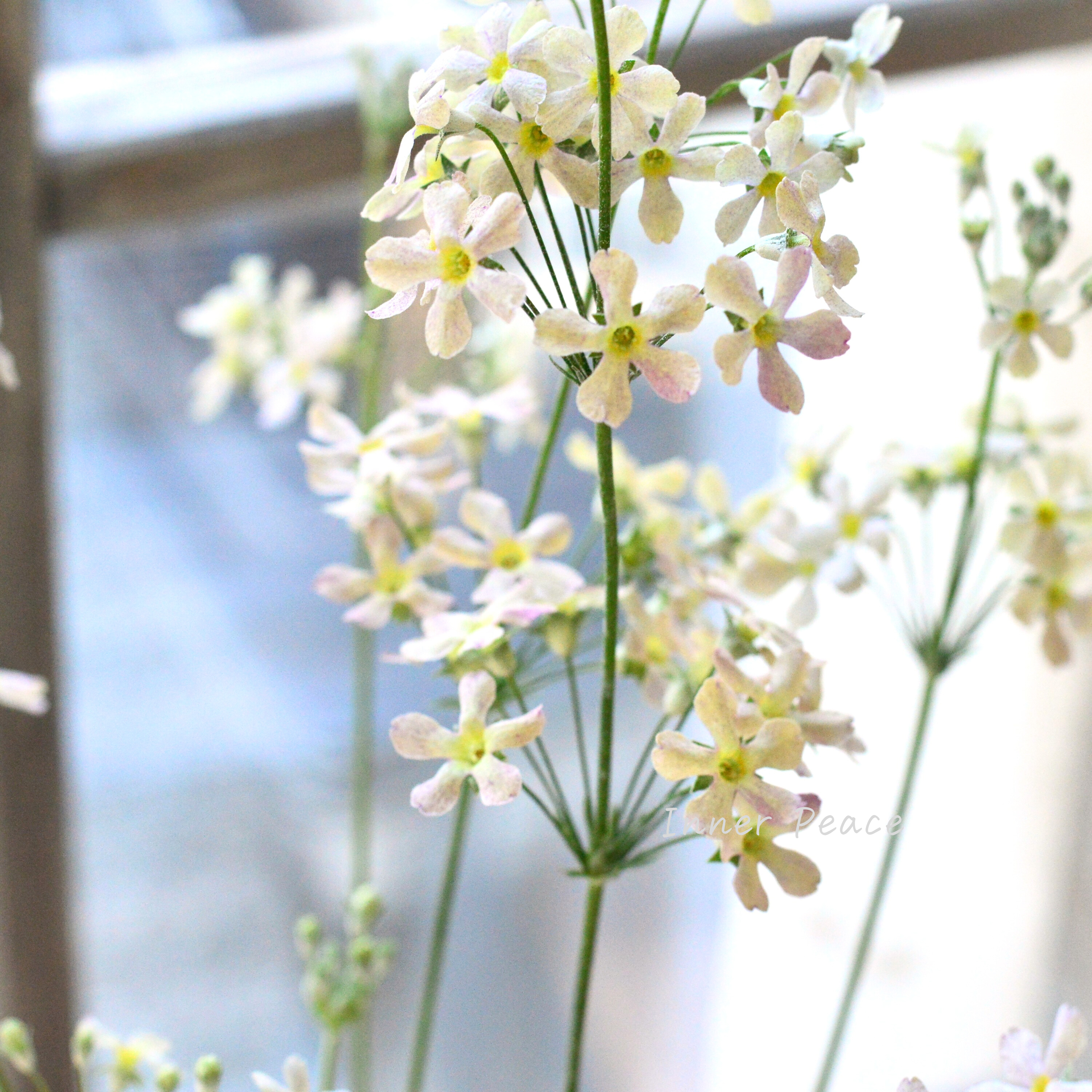 【可憐】 プリムラ マラコイデス 『イーライムニュアンス』 3.5寸POT