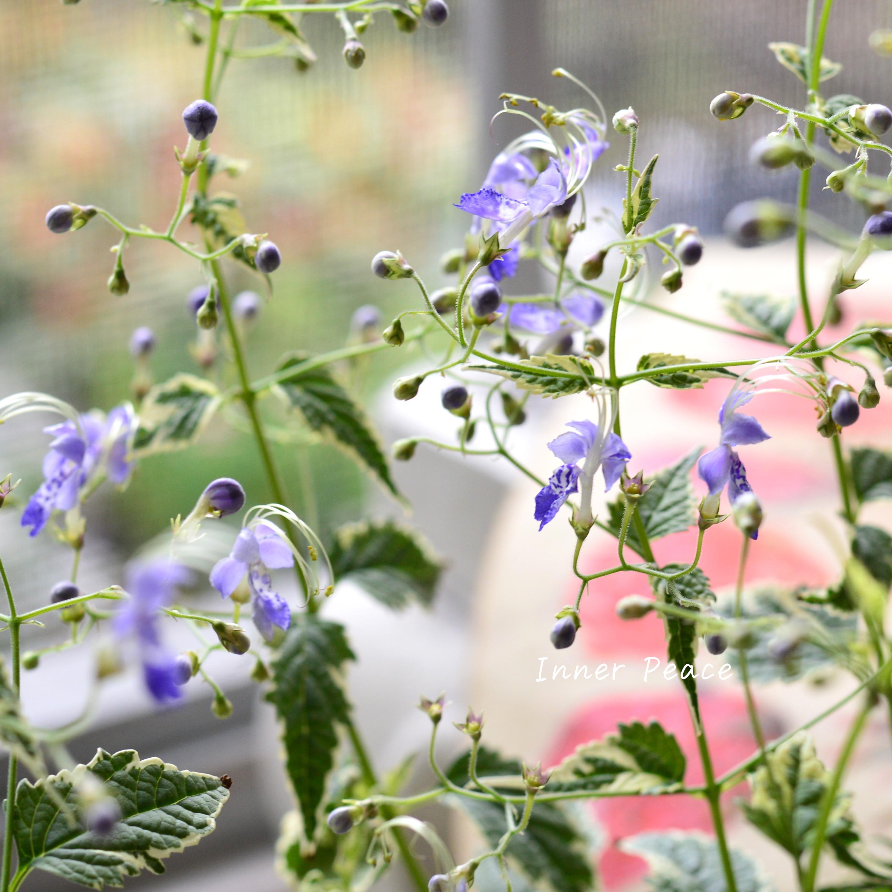 【斑入り】 カリオプテリス 『スノーフェアリー』(カリガネソウ) 3.5寸POT