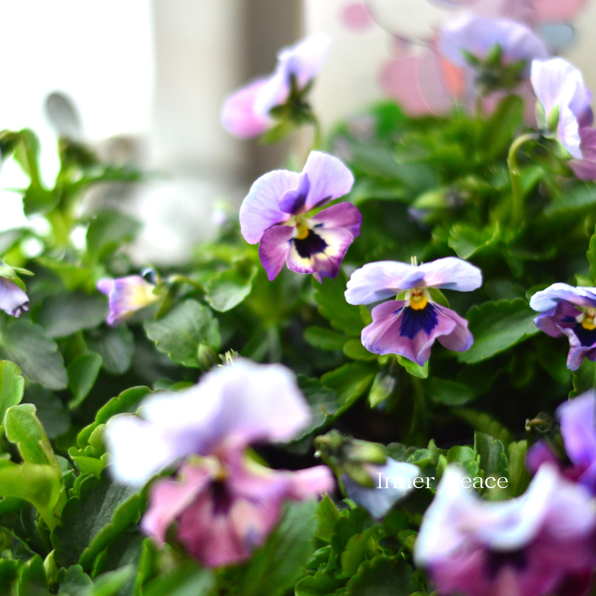 【見元園芸さん】 ビオラ 『ふわふわ金魚ちゃん』 3寸POT