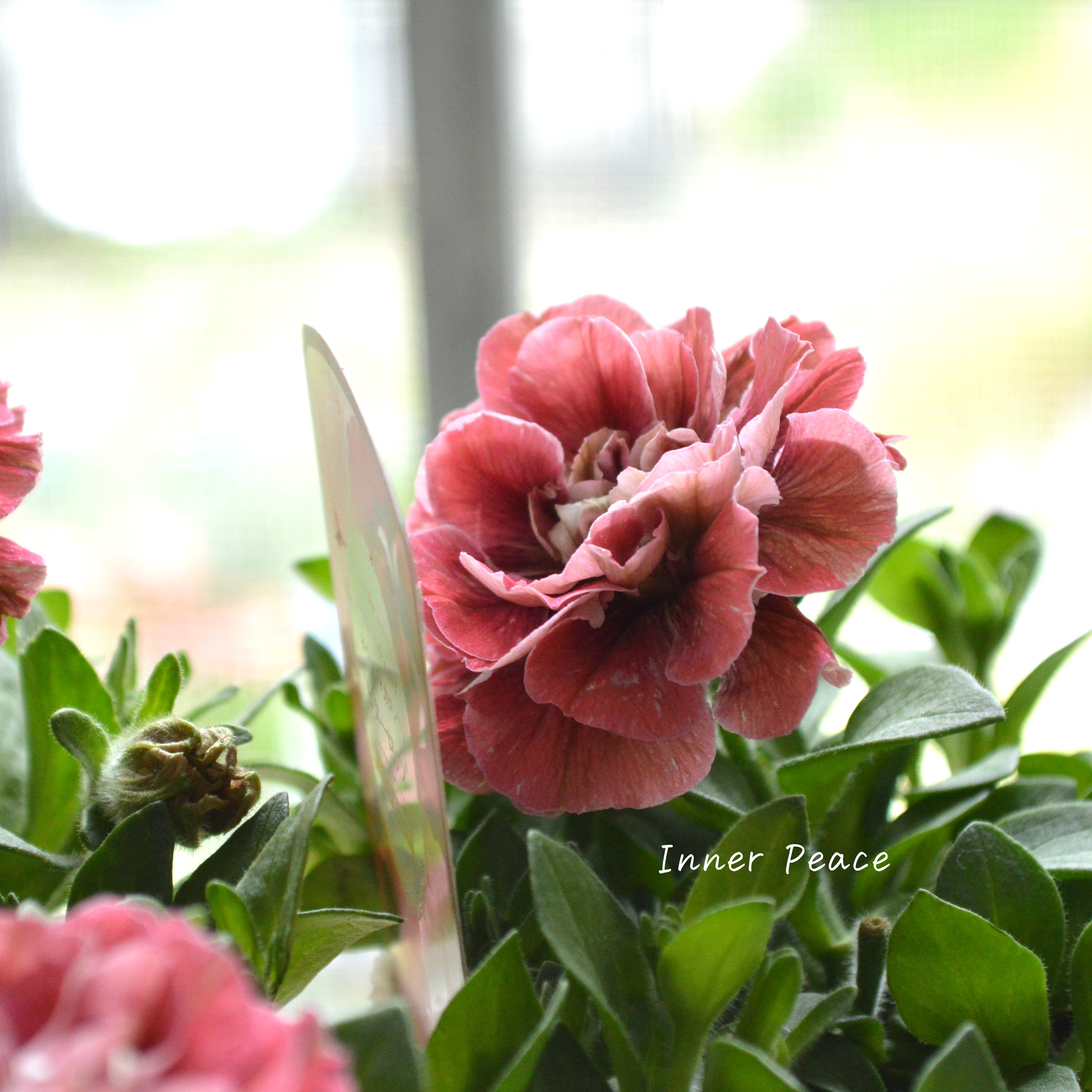 【花日和さんオリジナル】 ペチュニア 『ホイップマカロン・ビターロッソ』 3寸ロングPOT