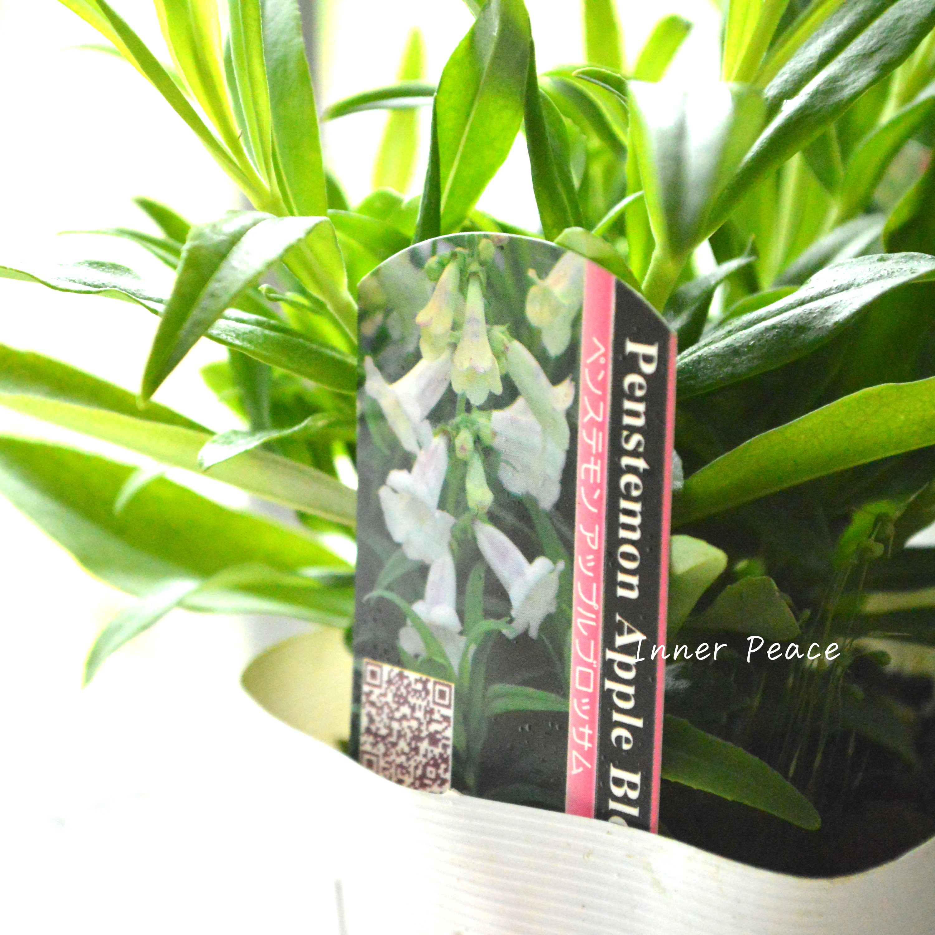 【宿根草】 ペンステモン 『アップルブロッサム』植え込み用 3.5寸POT