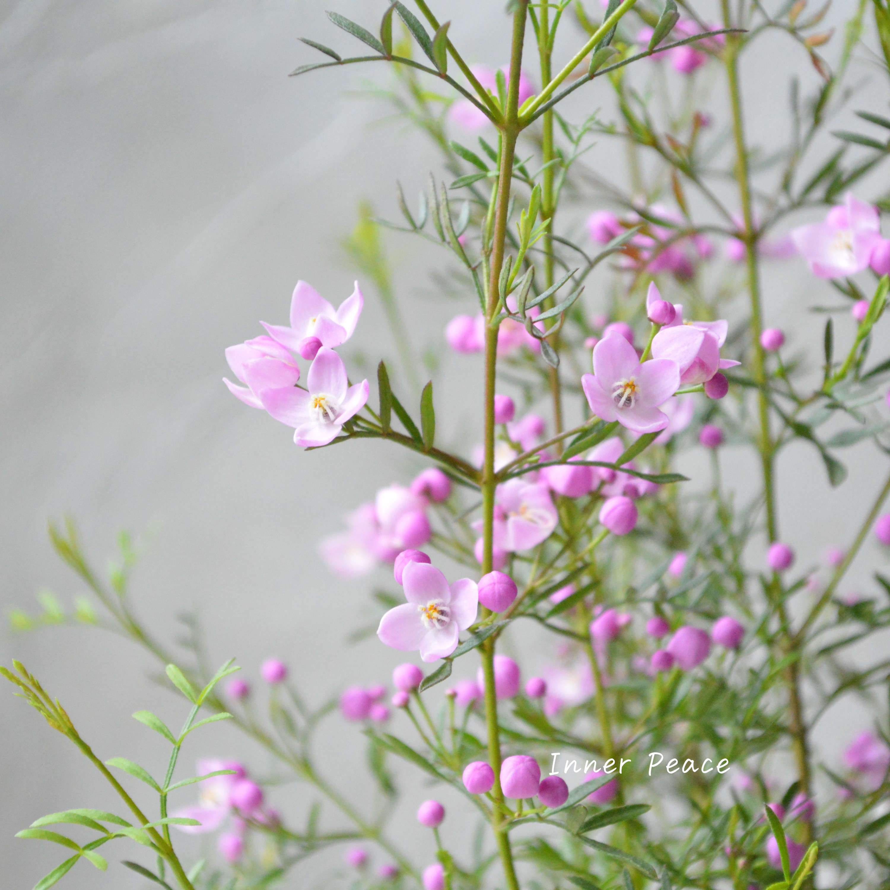 【かわいい】 ボロニア 『ピナータ』 3寸POT
