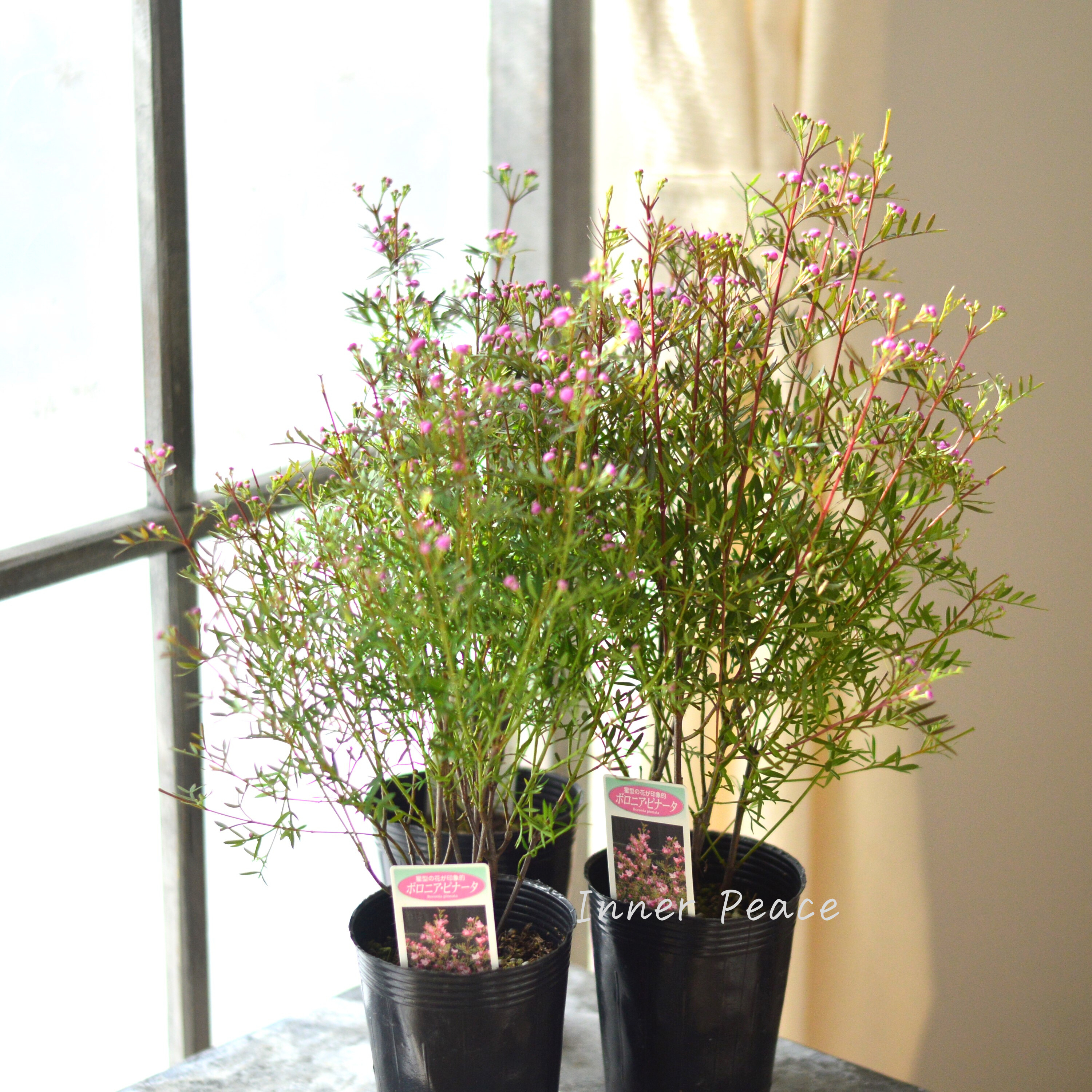 【かわいい】 ボロニア 『ピナータ』 3寸POT