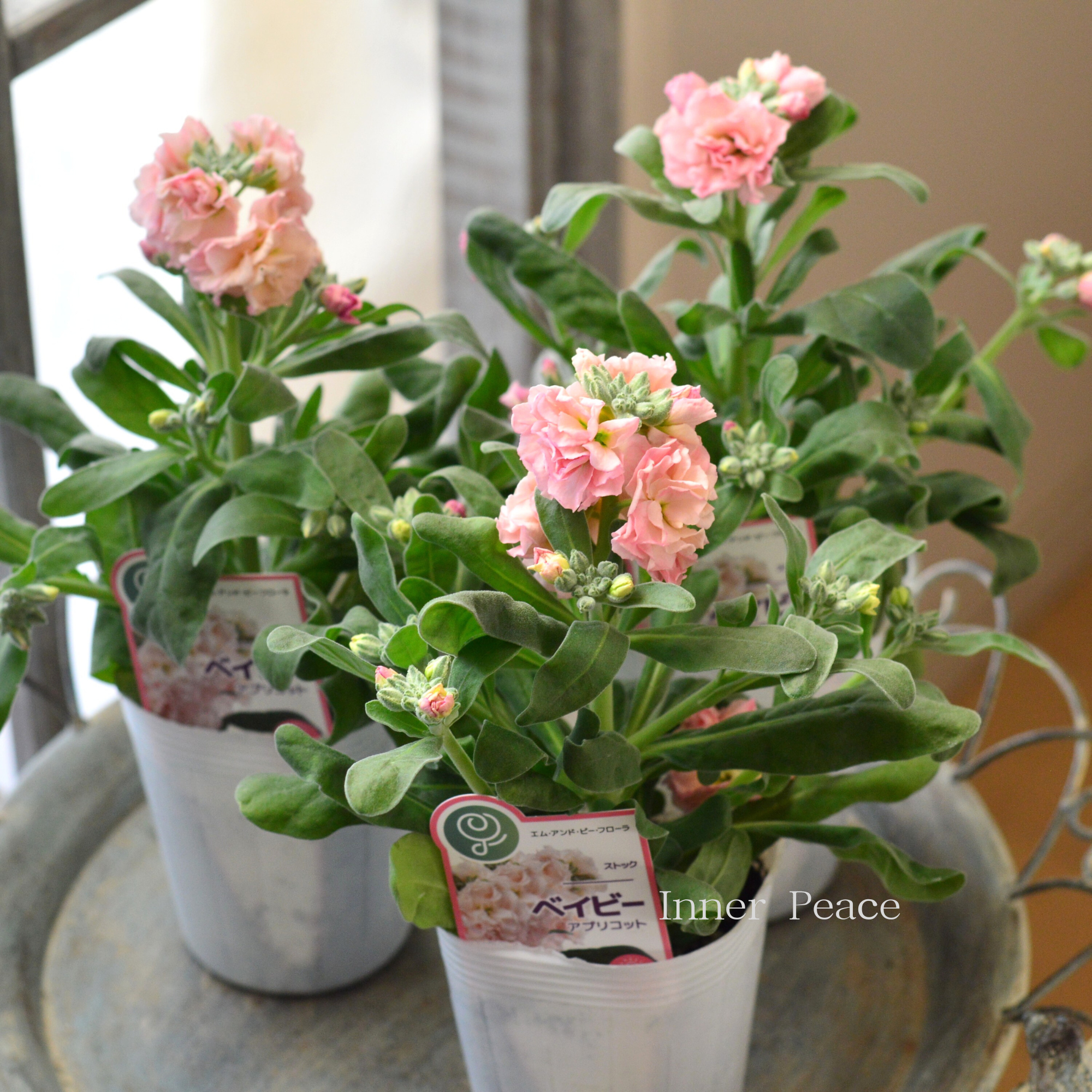 【八重咲き】 ストック ベイビー 『アプリコット』 3寸ロングPOT