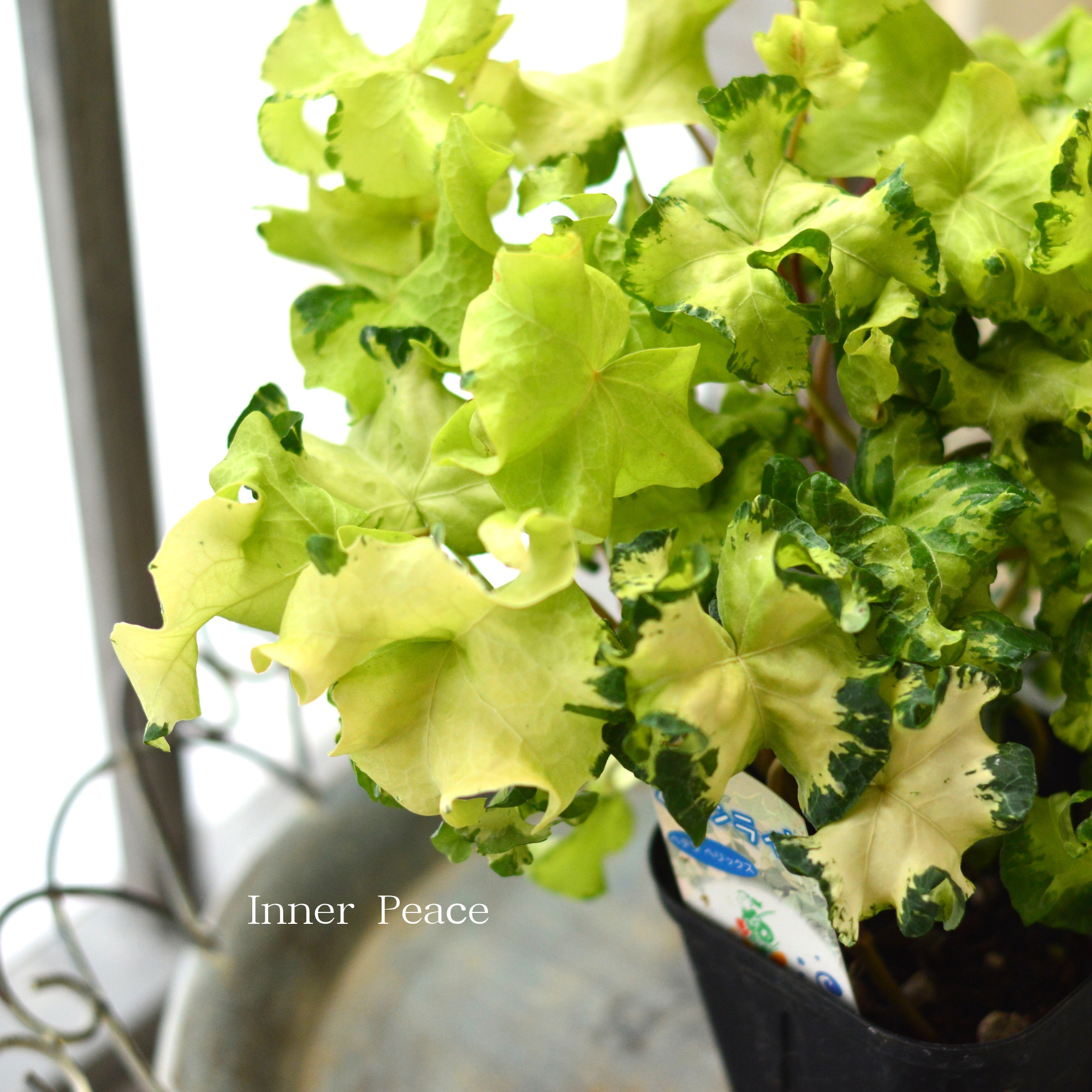 【寄せ植えに】 ヘデラ ヘリックス 『ムーンライト』 3.5寸POT