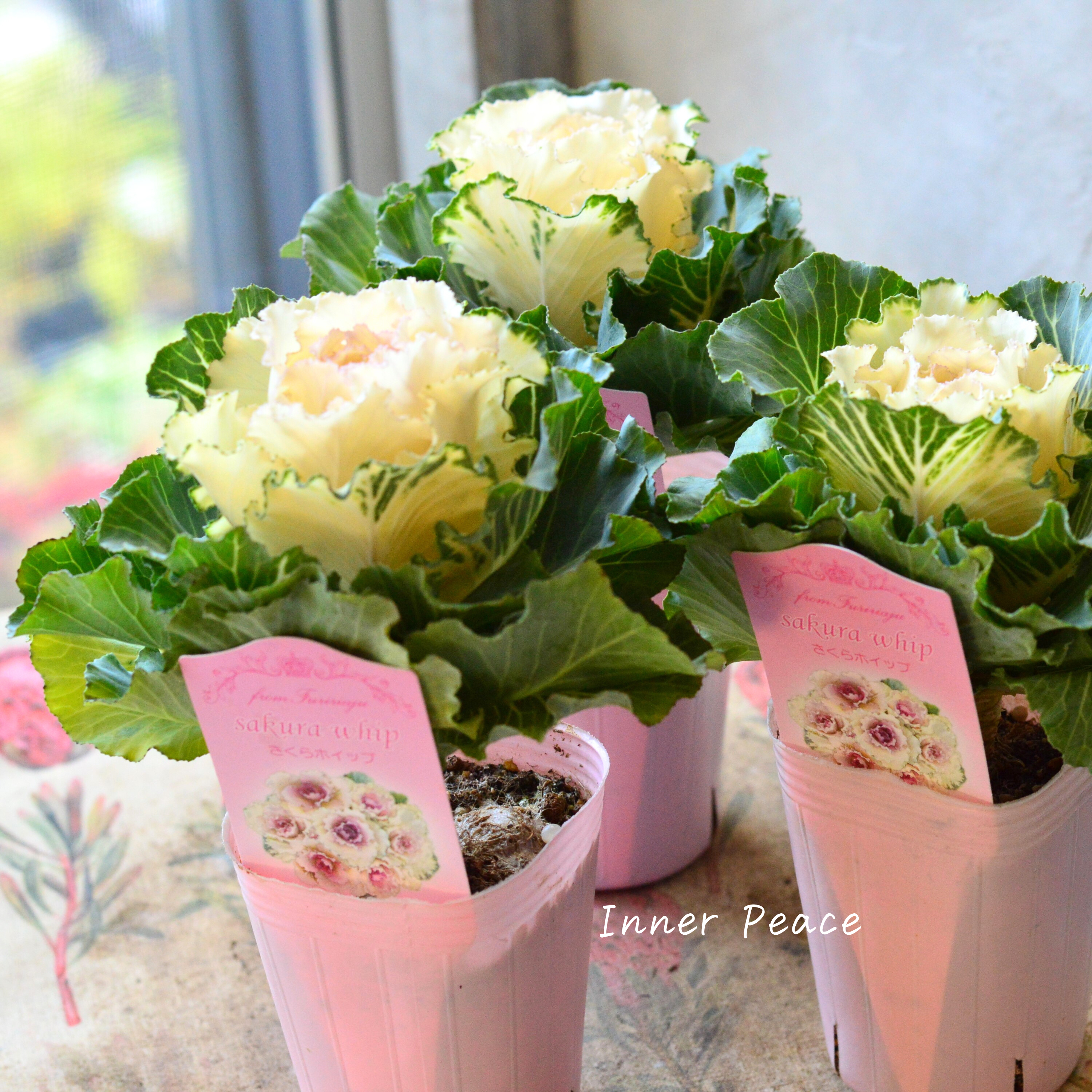 【かわいい】 葉牡丹 『さくらホイップ』 2.5寸ロングPOT