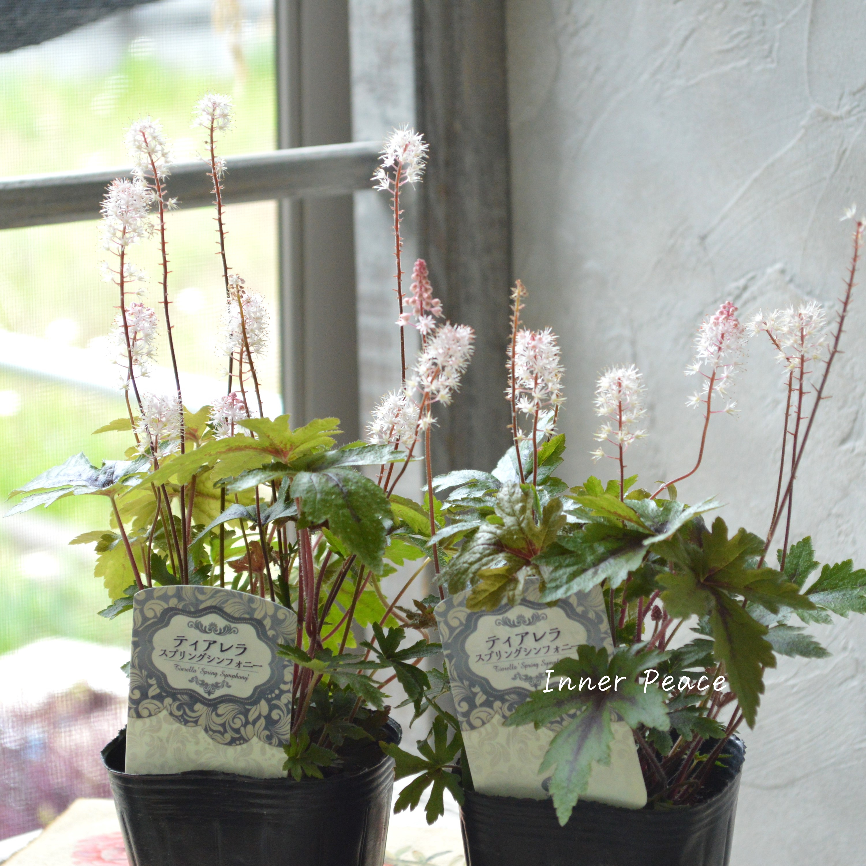 【宿根草】 ティアレラ 『スプリングシンフォニー』 2.5寸ロングPOT