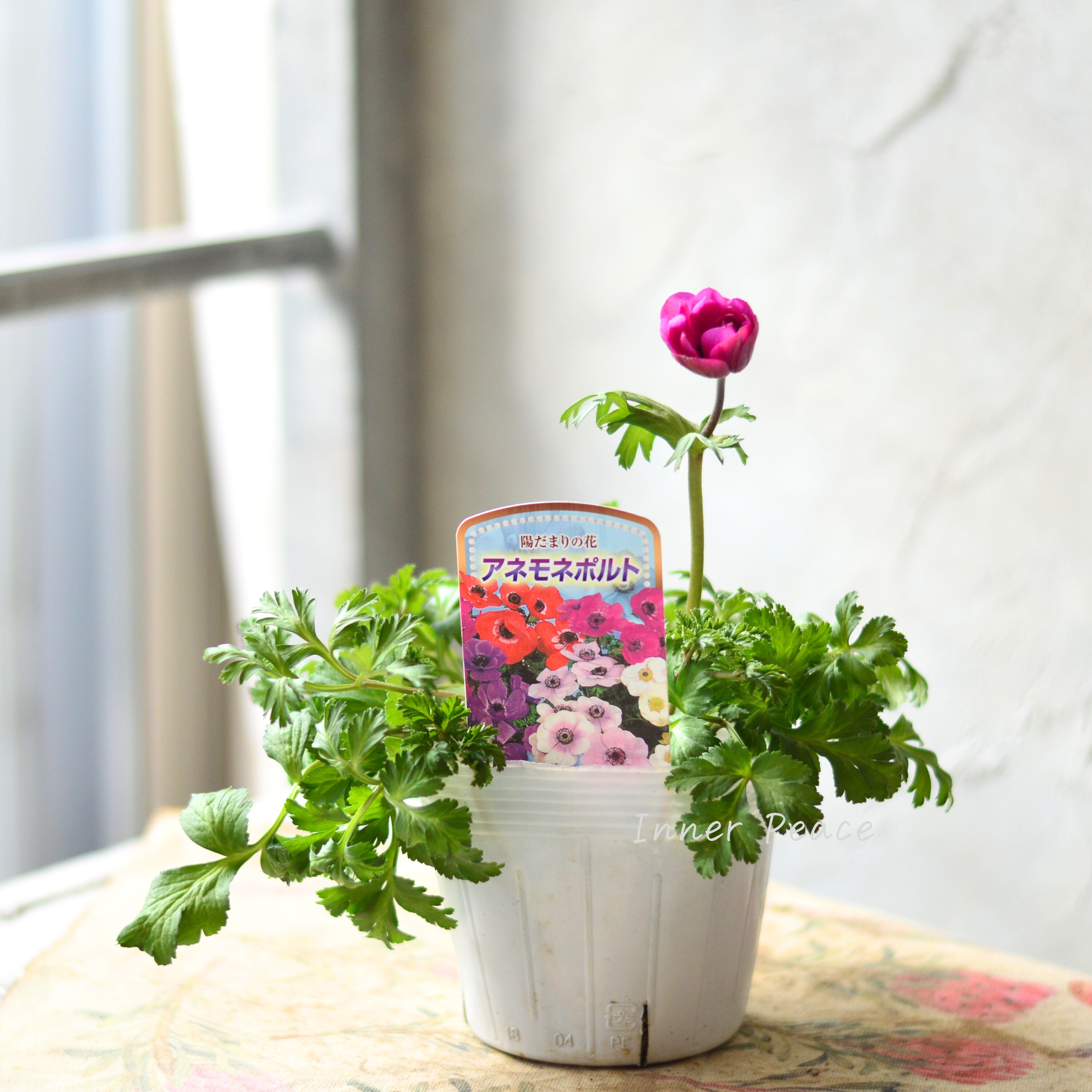 【人気】 アネモネ 『ポルト・ピンク系』 3~3.5寸POT