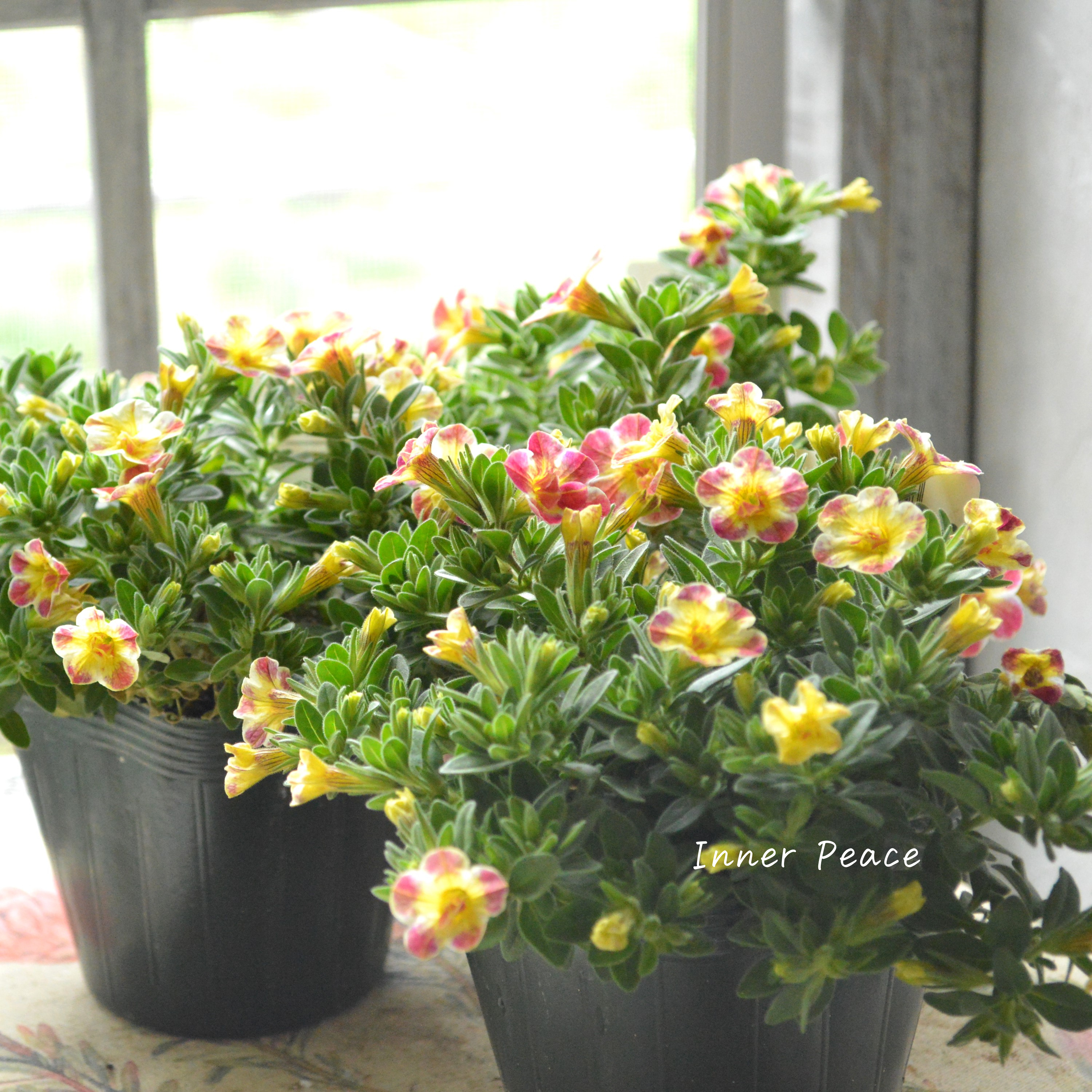 【ゲブラさん】 Sale! カリブラコア 『Emily ~エミリ~』 3.5寸POT