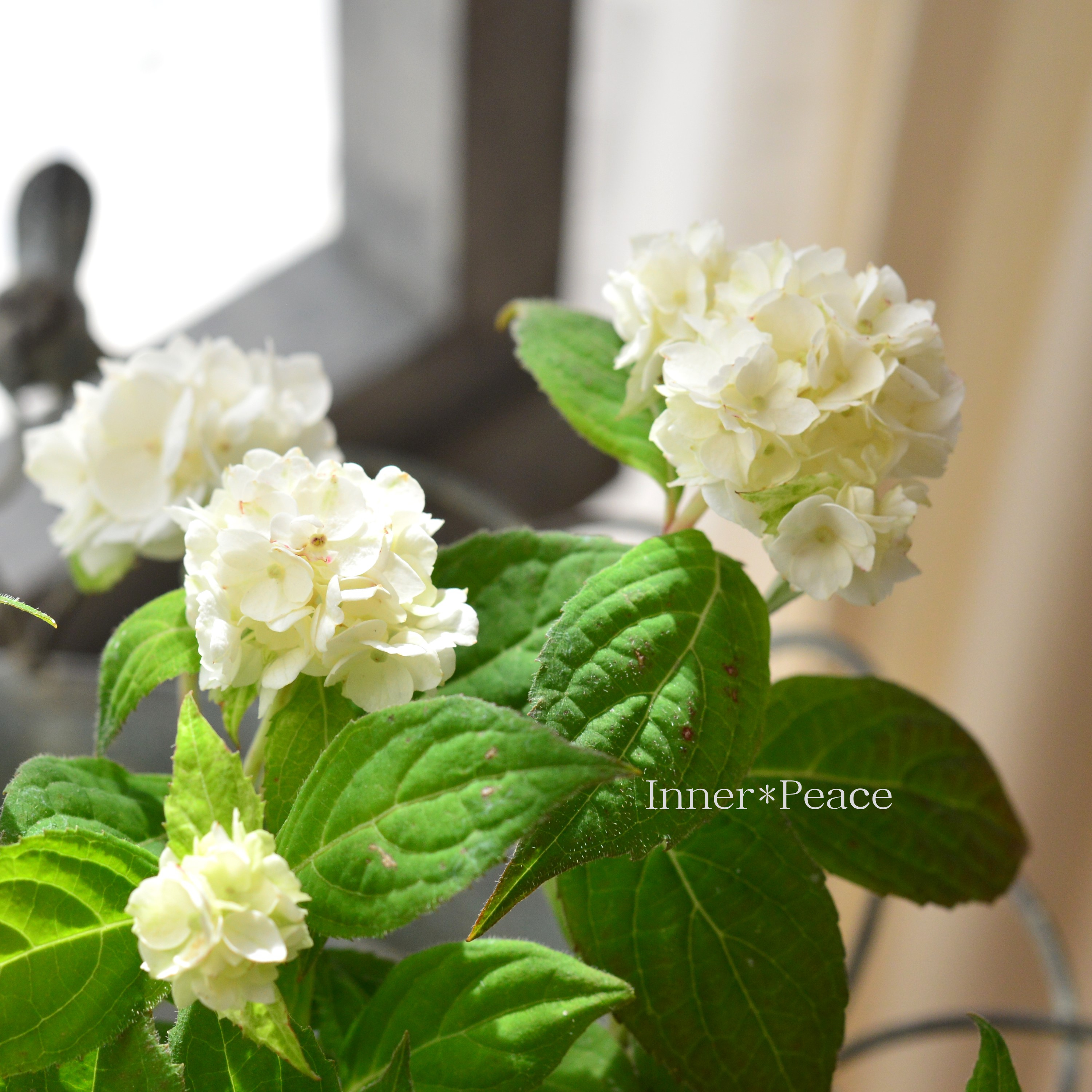 【吉岡麗子さん】 紫陽花 (ぽじさい) 『うるは』 3号POT