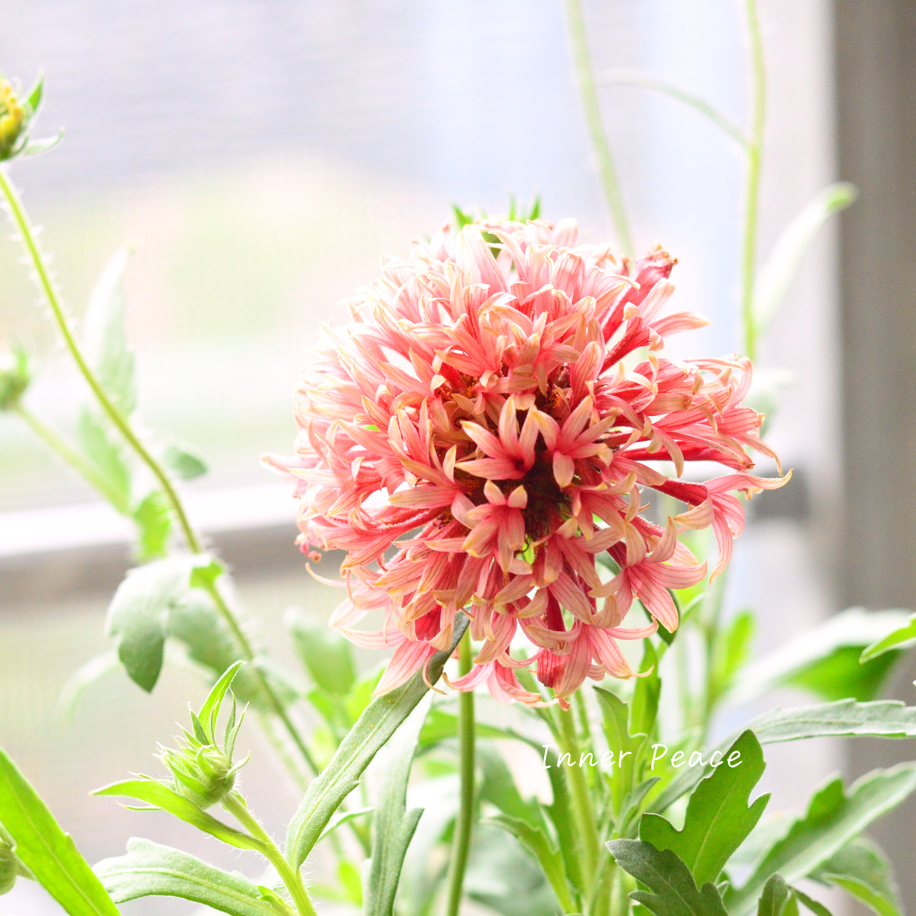 【人気】 ナラフラさんの試作品 ガイラルディア (ラズベリー系) 3寸ロングPOT