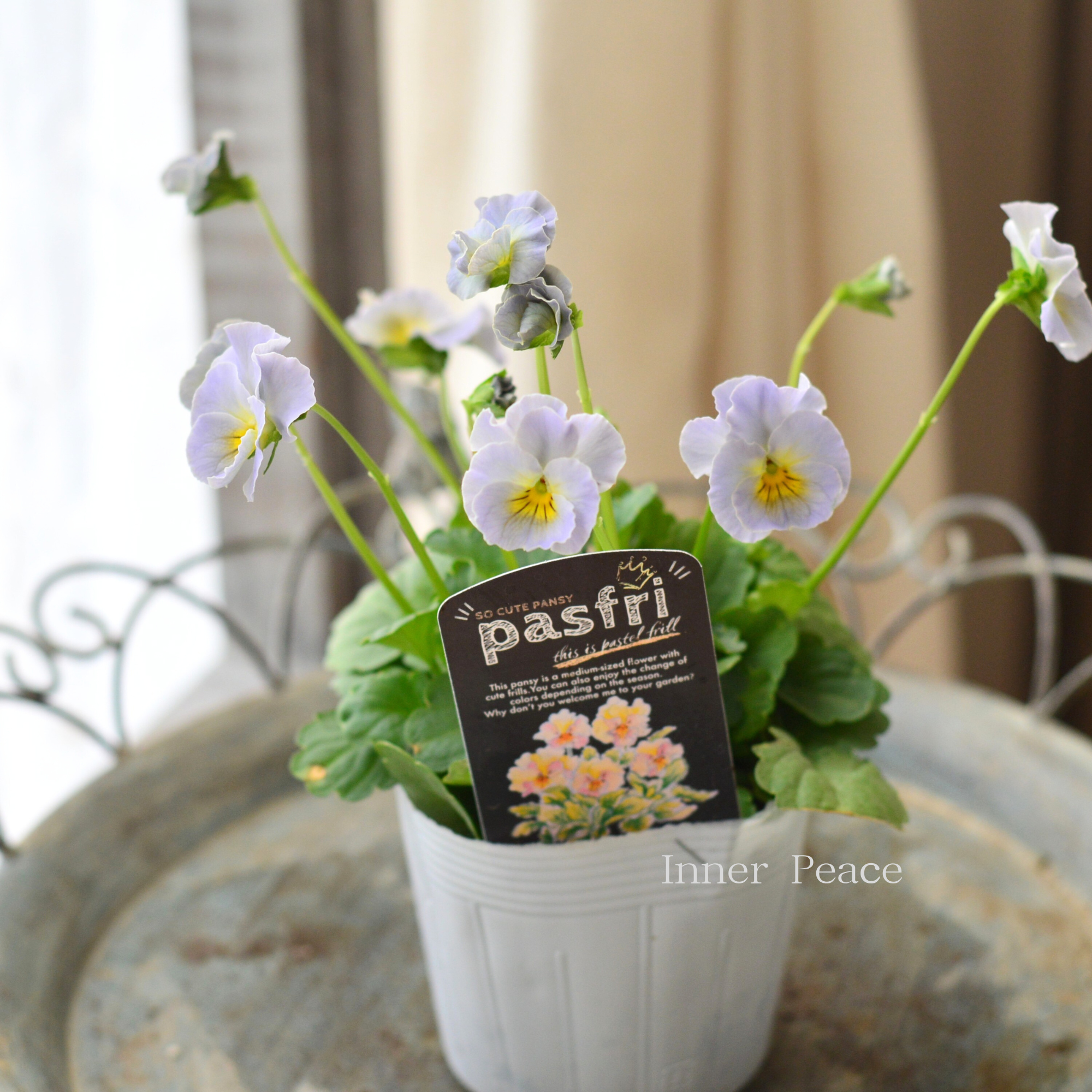 【桂楓園さんオリジナル】 パンジー 『pasfri ~パスフリ~・6番』 3.5寸POT