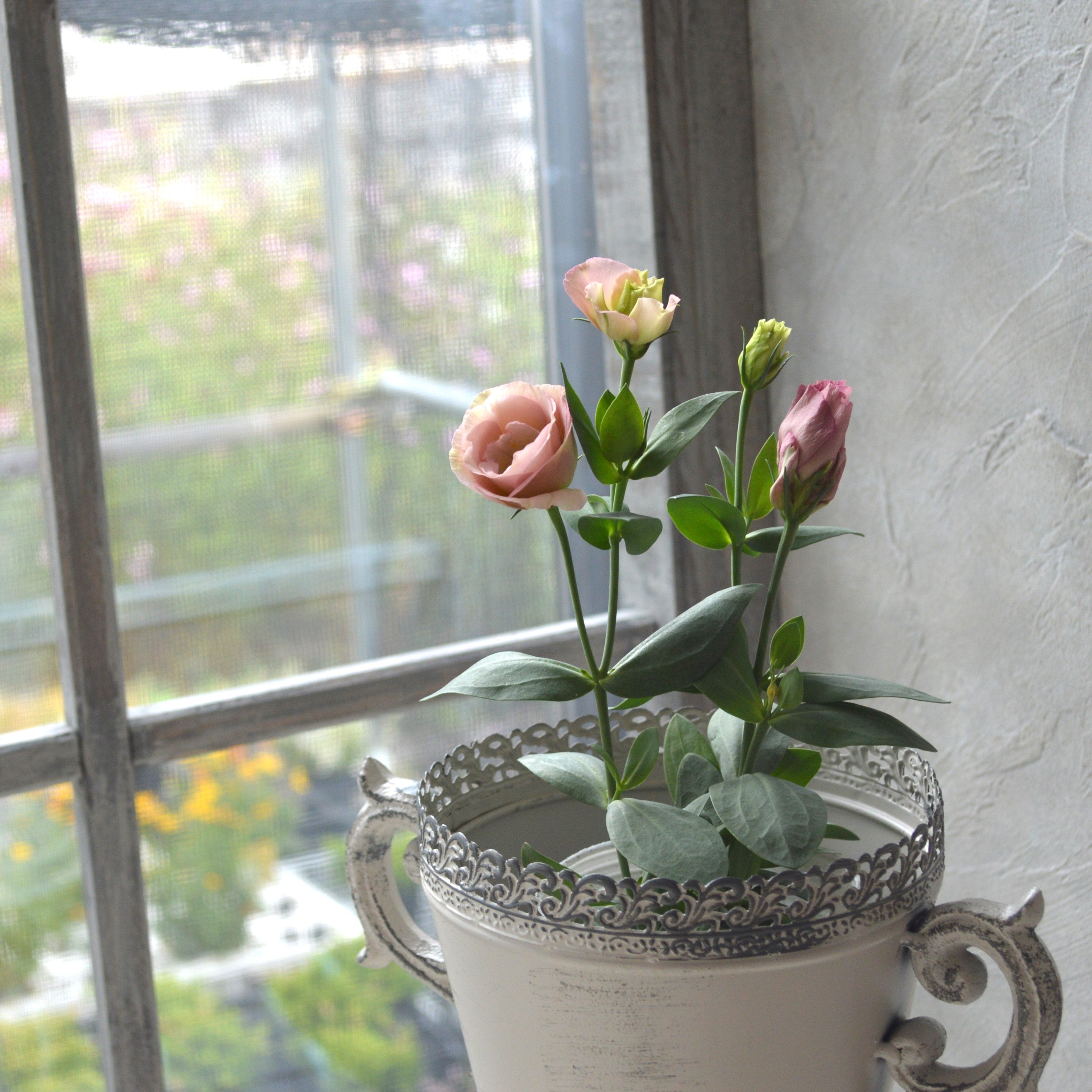 【美しい】 トルコギキョウ 『シフォンピンク』 3寸POT