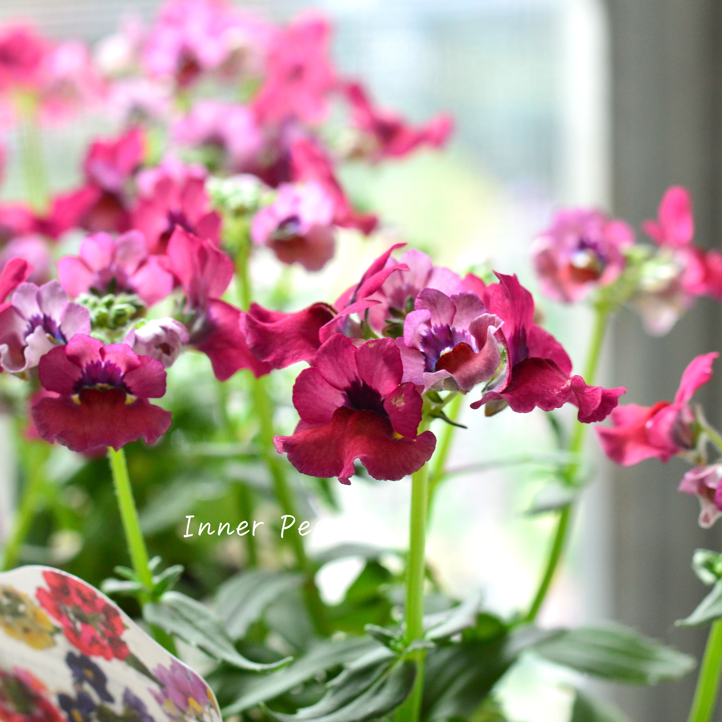 【宿根】 大輪ネメシア・ネシア 『マゼンタ』 3.5寸POT