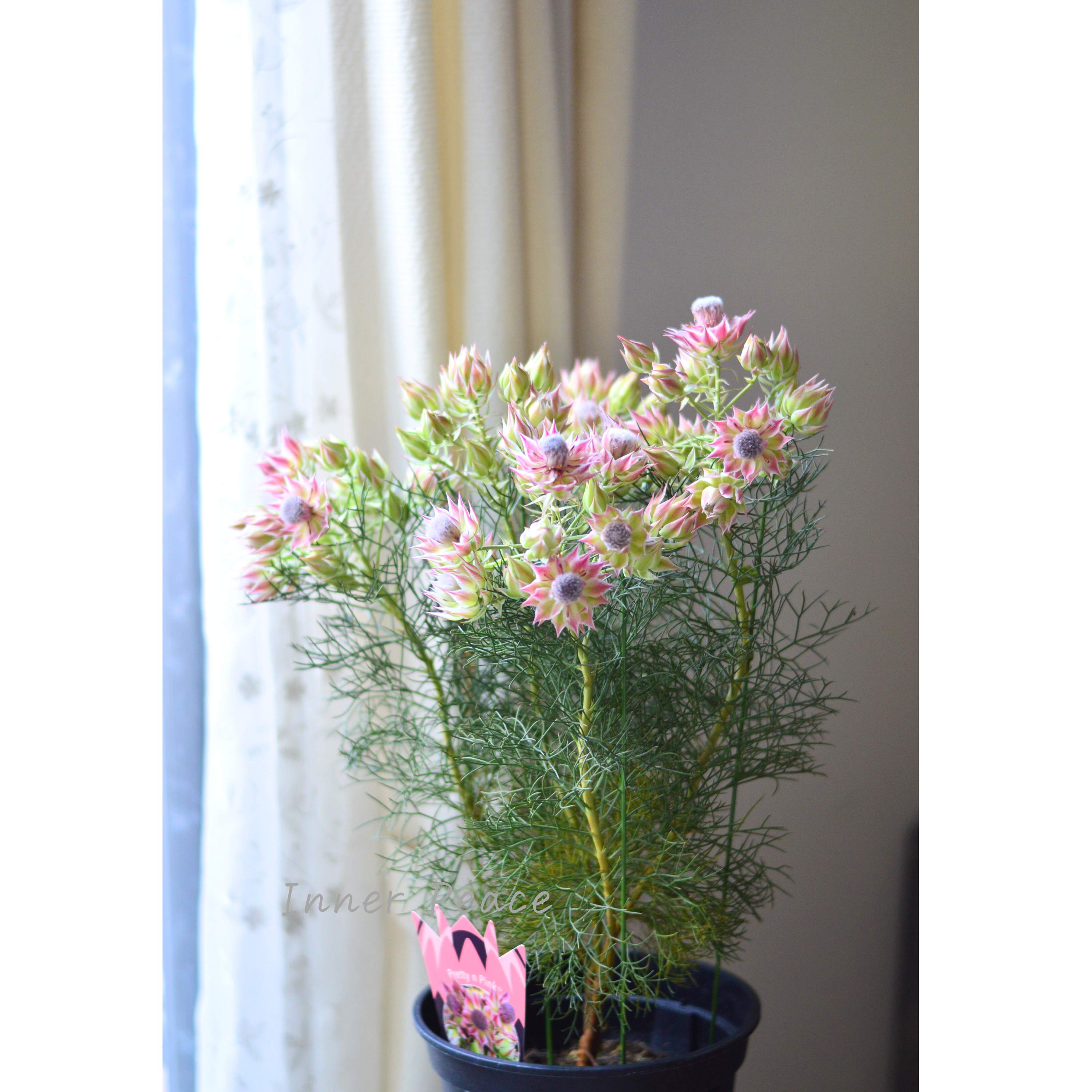 【大苗】 セルリア 『プリティーピンク』 7号スリット鉢