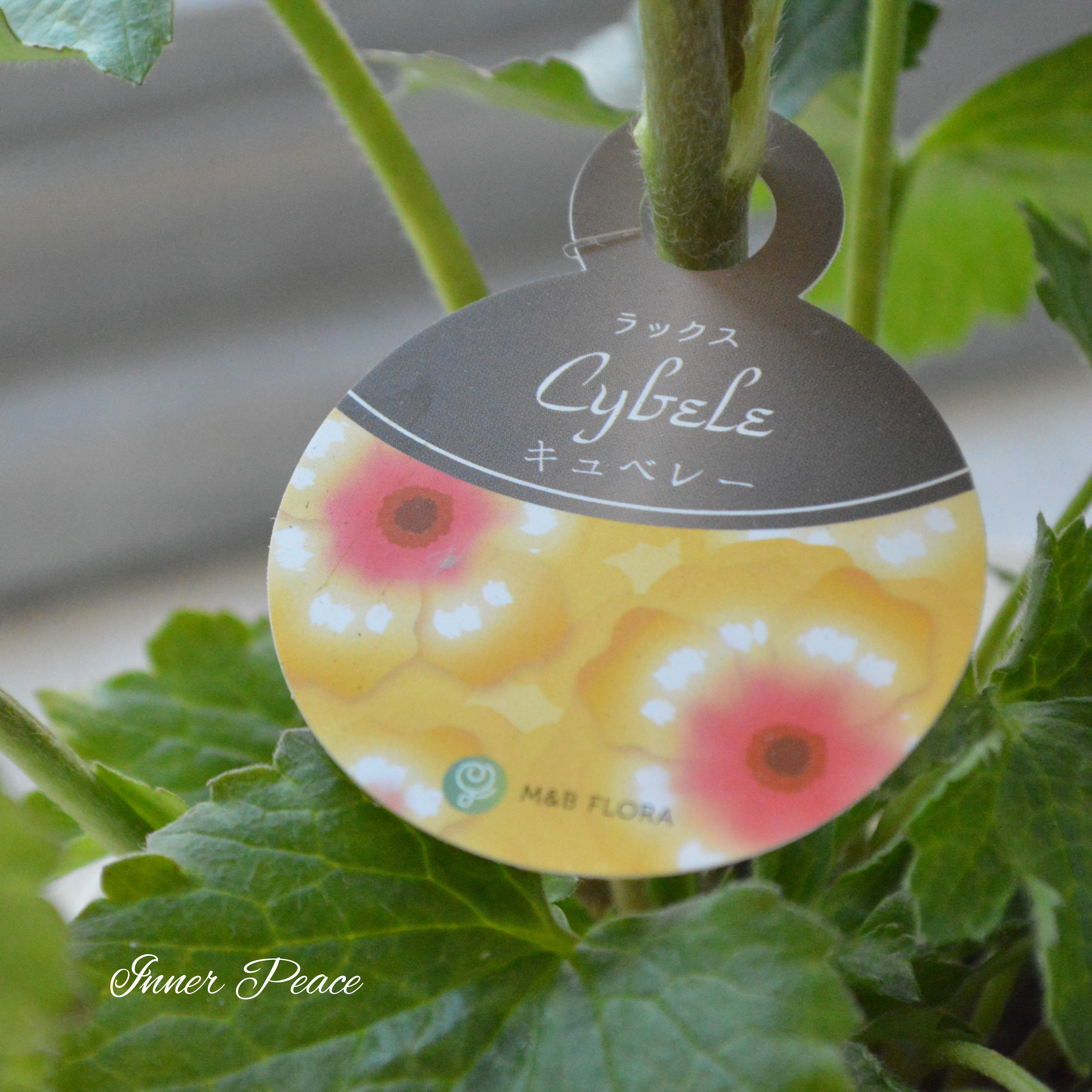 【美しい】 ラナンキュラス・ラックス 『キュベレー』 4寸POT