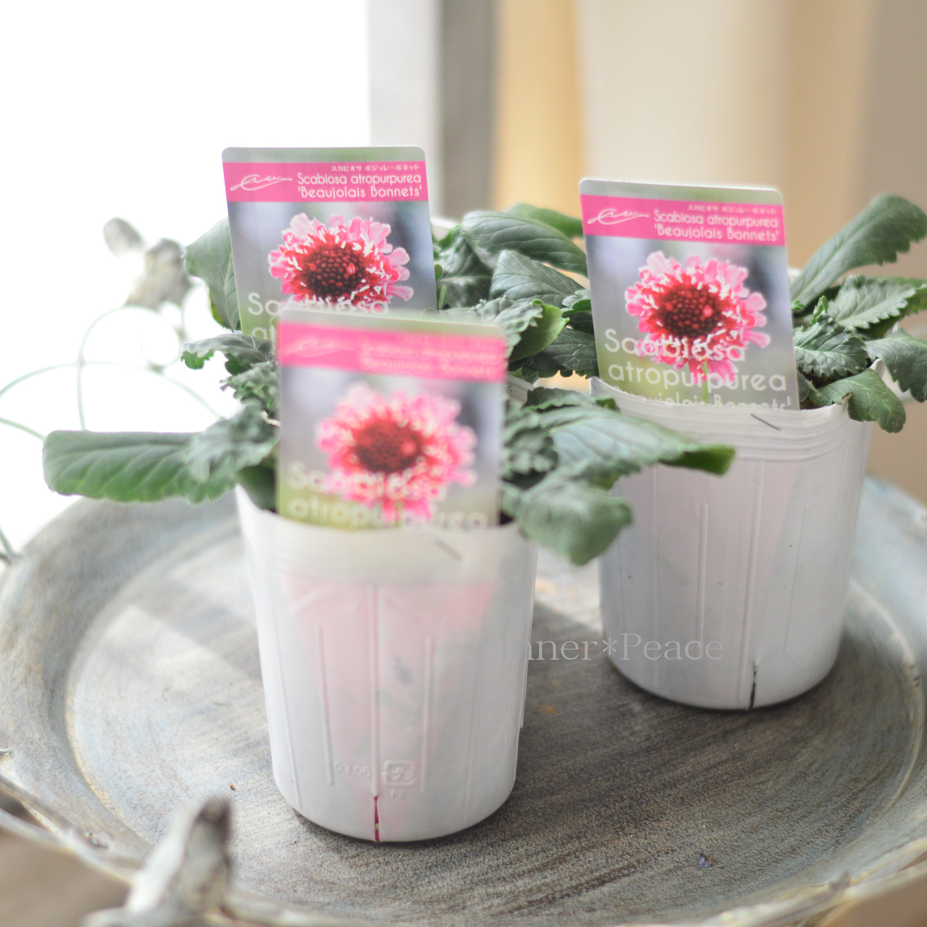 【暑さ寒さに強い】 スカビオサ 『ボジョレーボンネット』 植え込み用 3寸POT