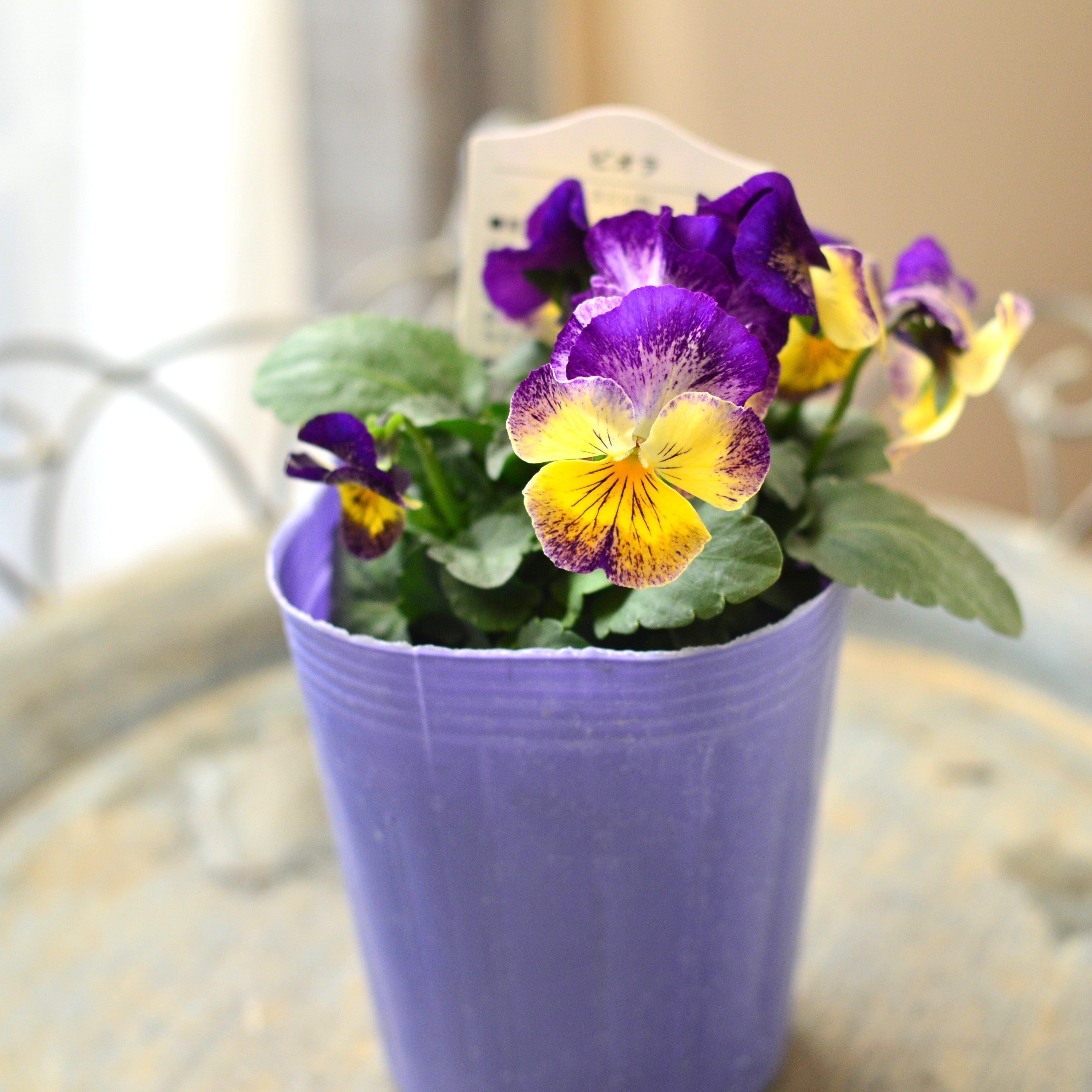 【花夢園芸さん】 ビオラ 『レパード』 3寸ロングPOT