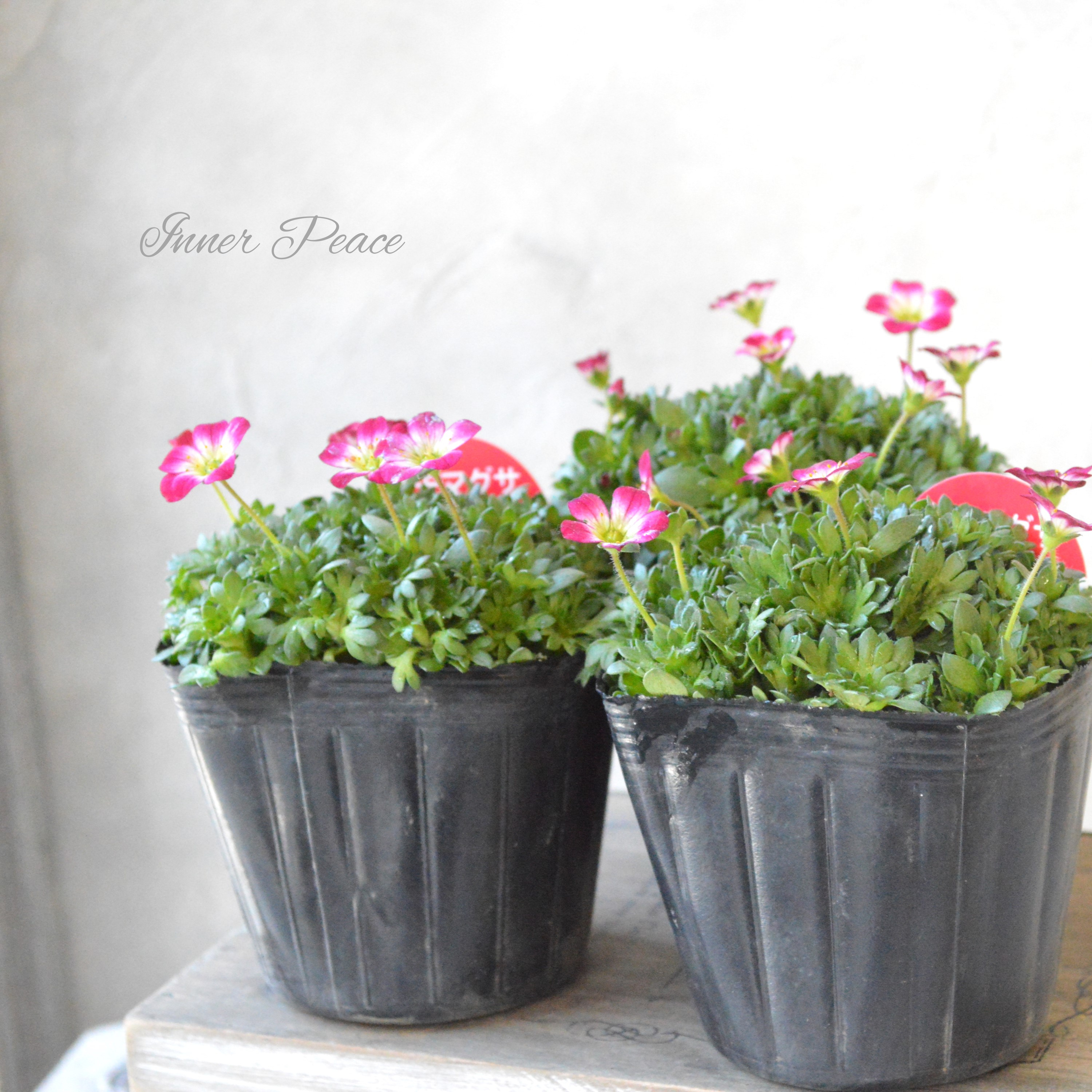 【寒さに強い】 クモマグサ(雲間草) ピンク 3寸POT