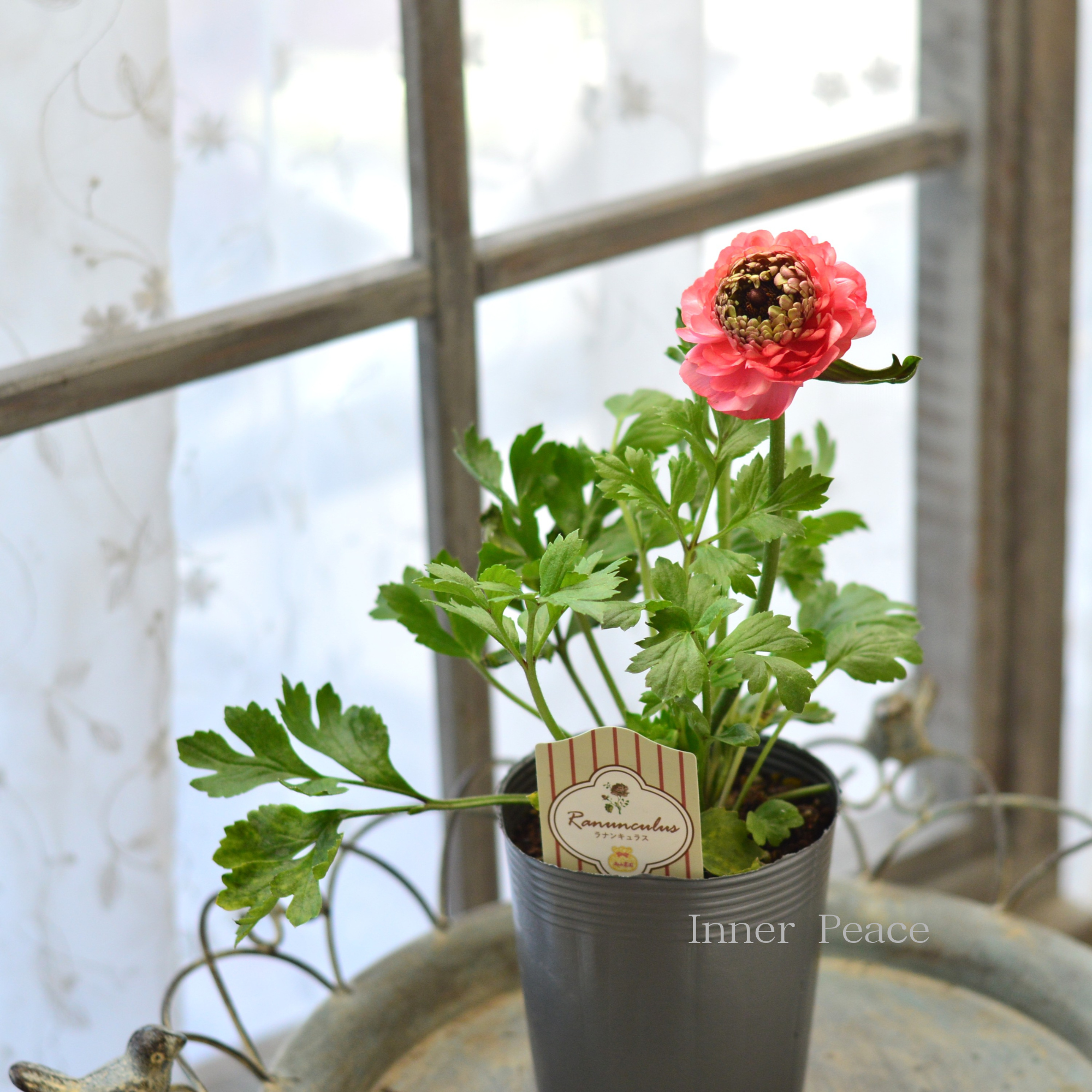 【豪華】 ラナンキュラス (ミックス)『サーモン系』 3.5寸ロングPOT