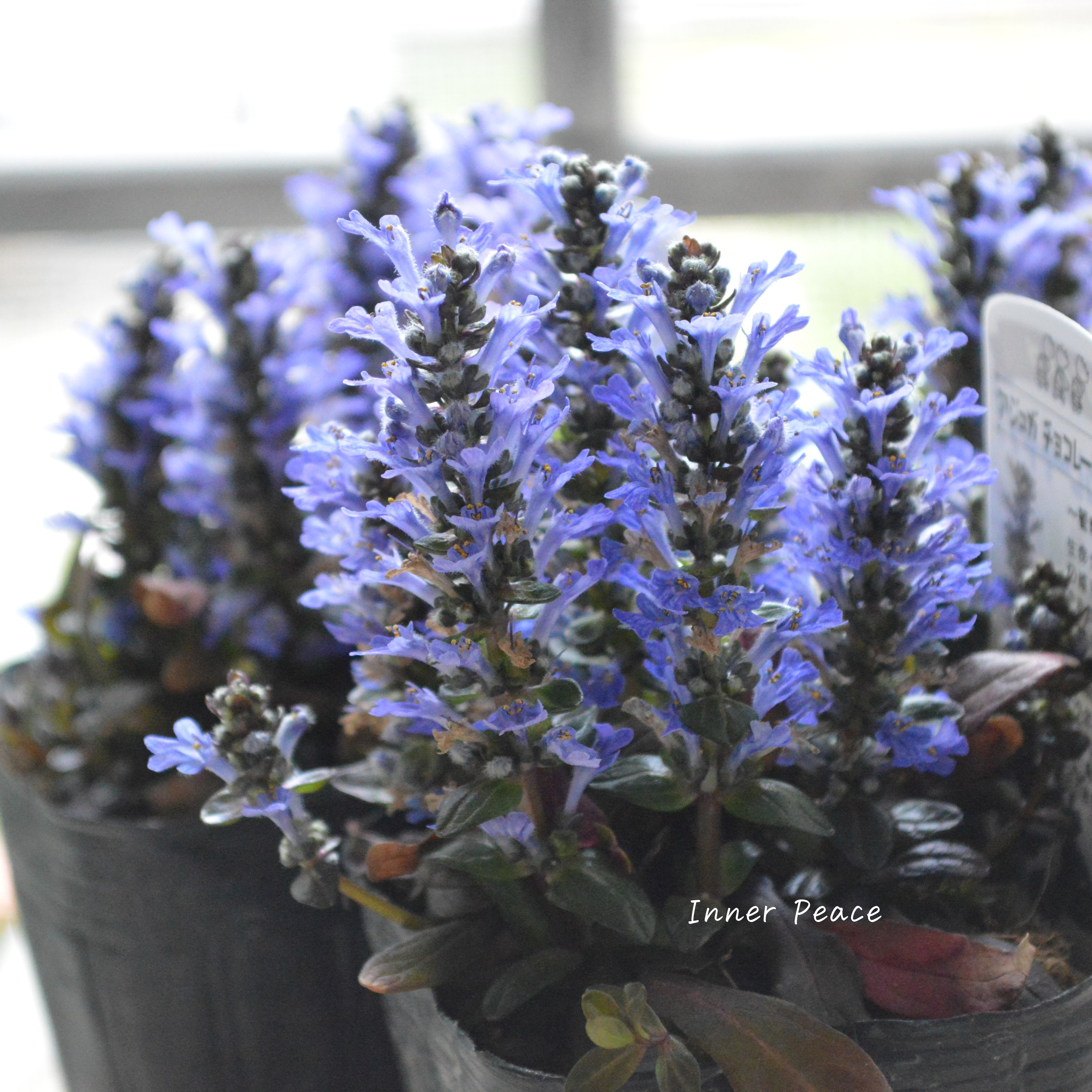 【宿根】 アジュガ 『チョコレートチップ』 2.5寸ロングPOT