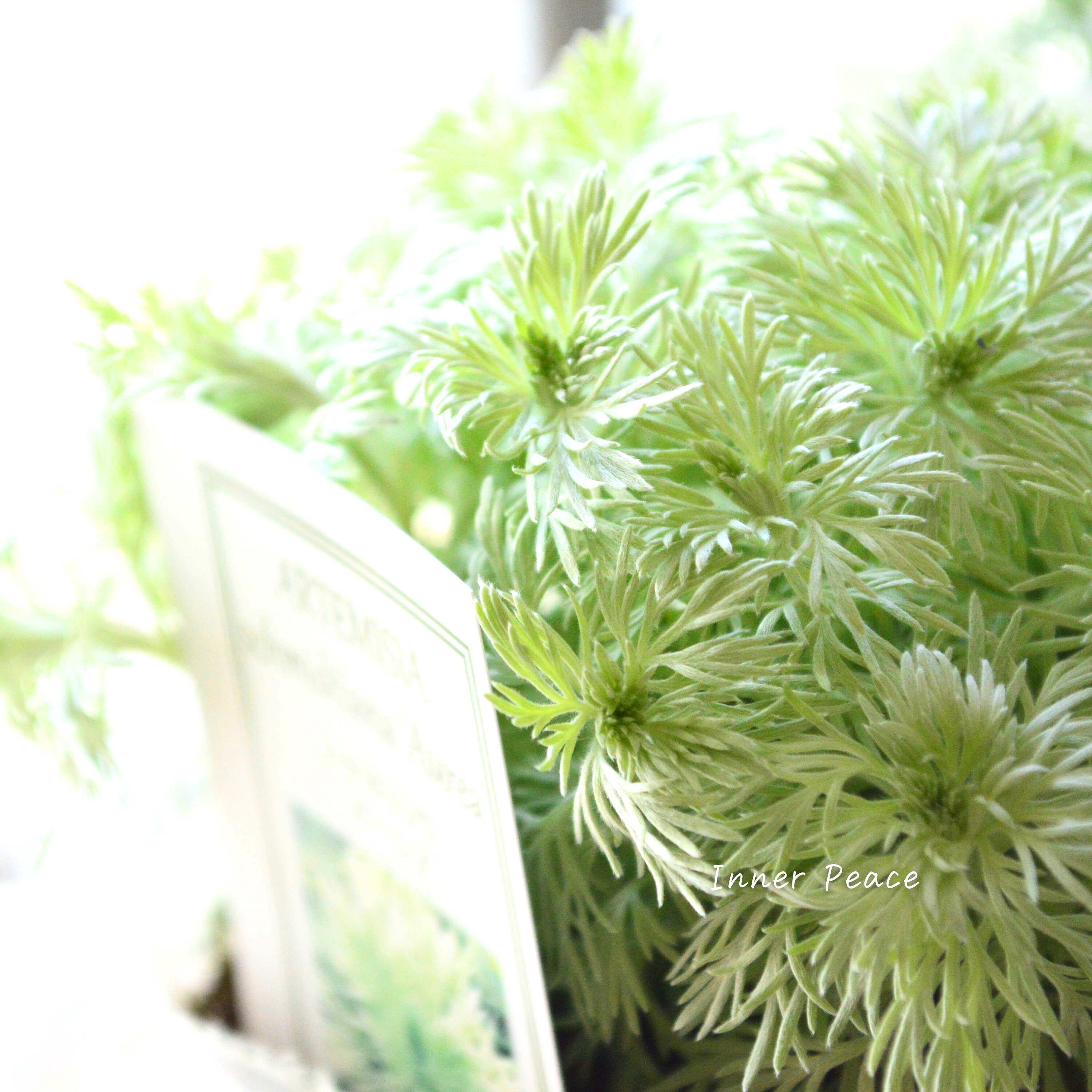 【宿根】 アサギリソウ 『オーレア』 3.5寸POT