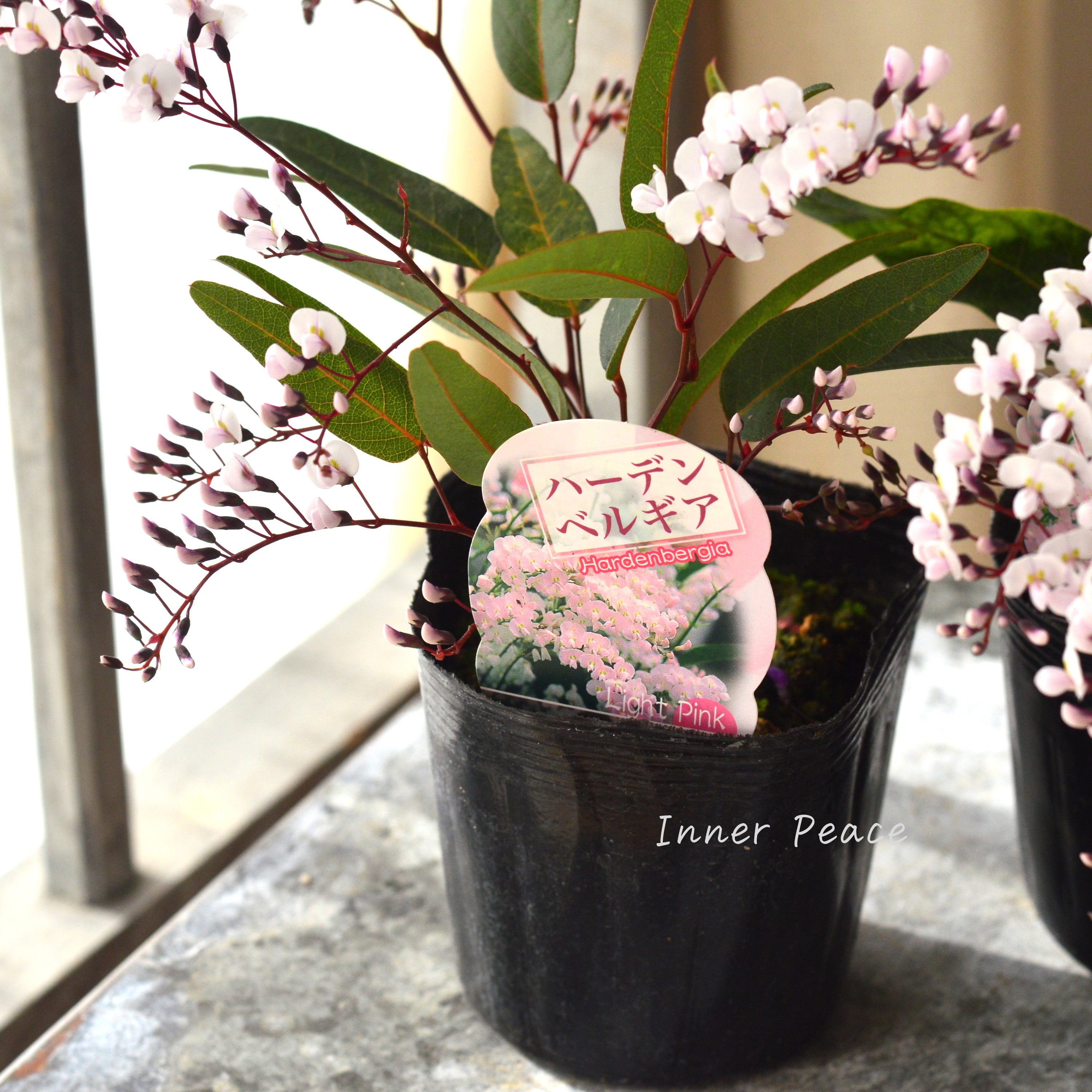 【美しい】 ハーデンベルギア 『ライトピンク』 3.5寸POT