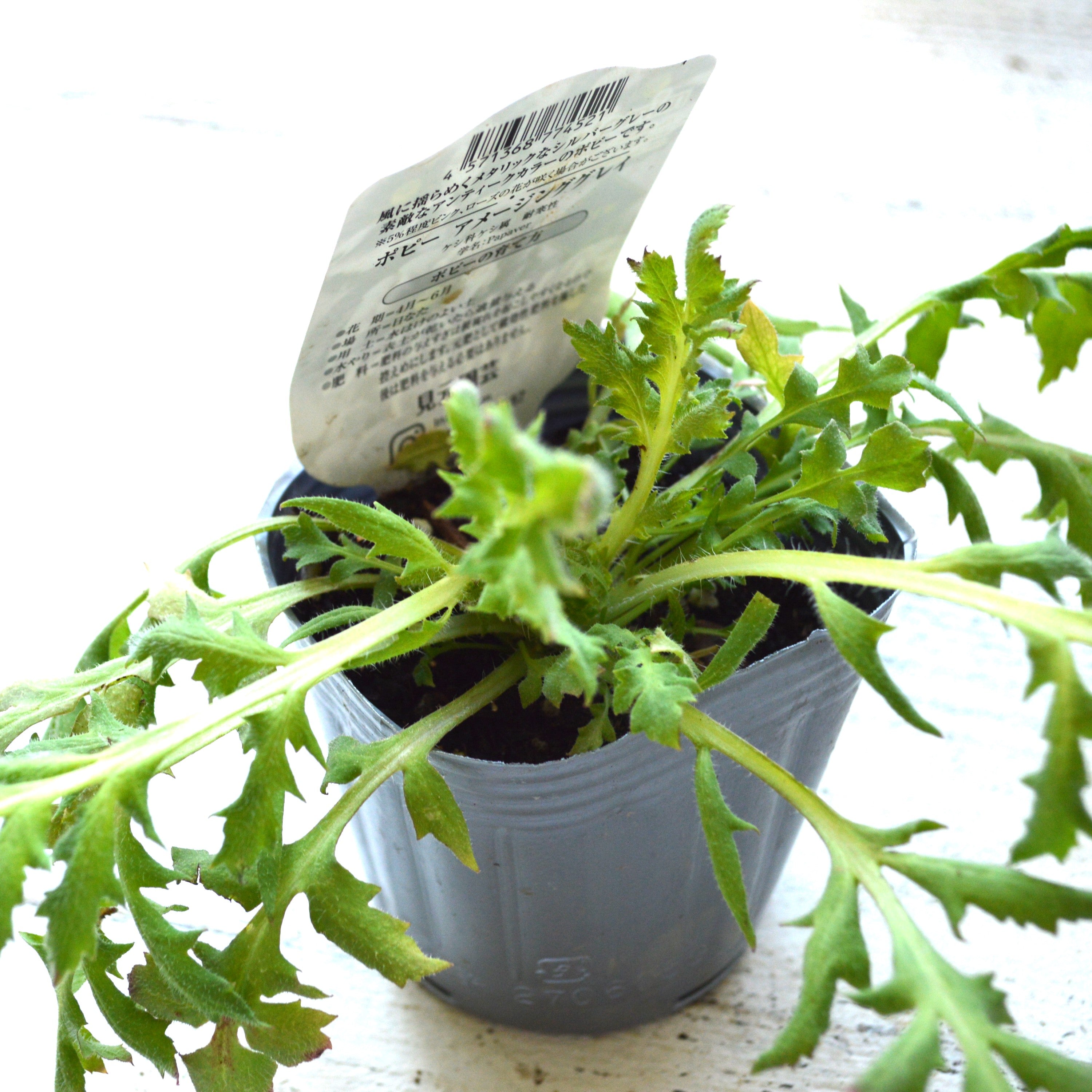 【希少】 ポピー 『アメージンググレー』 植え込み用 3寸POT