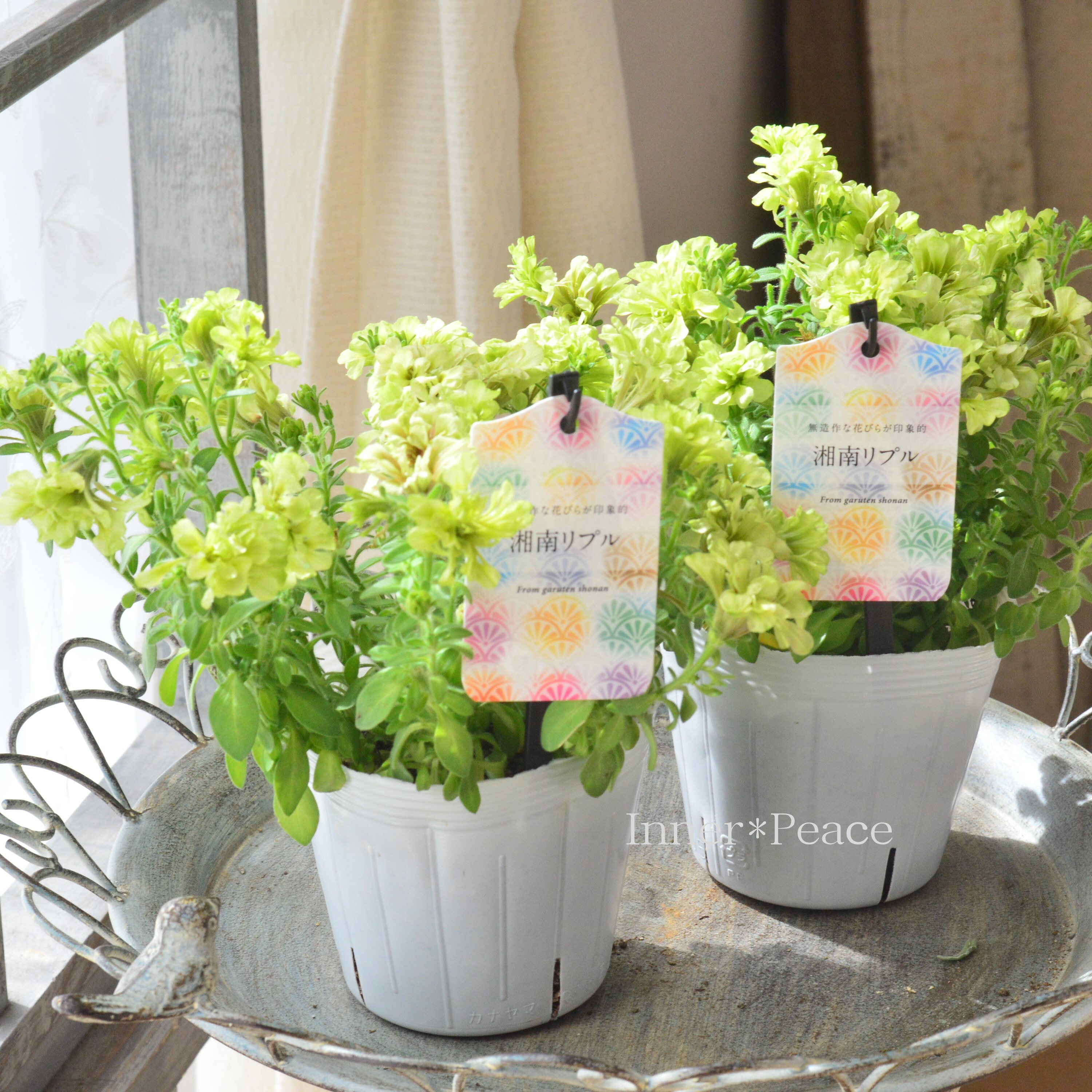 【ガルテン湘南さん】 ペチュニア 『湘南リプル・ウーヴァ』 3.5寸POT