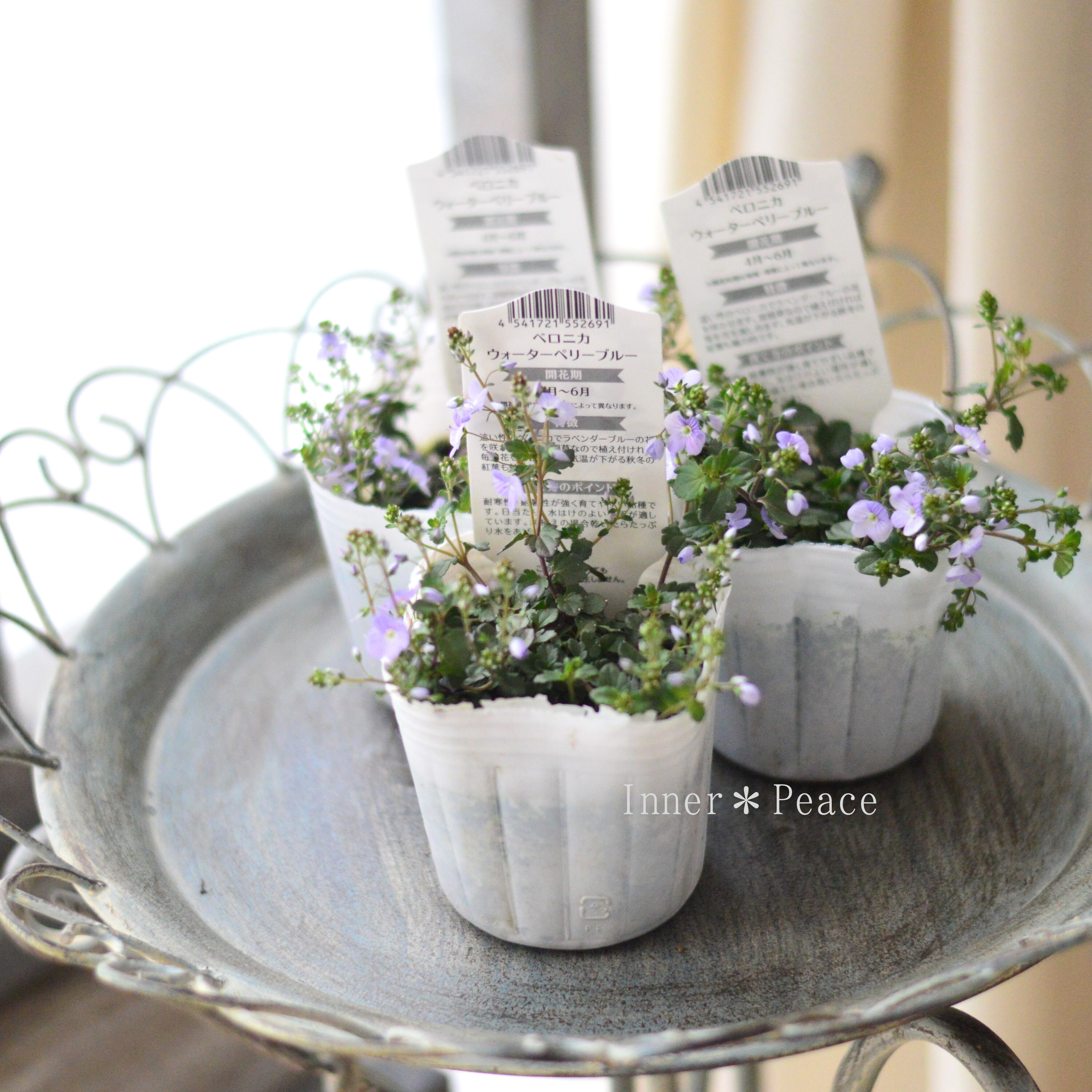 【美しい】 ベロニカ 『ウォーターペリーブルー』 3寸POT