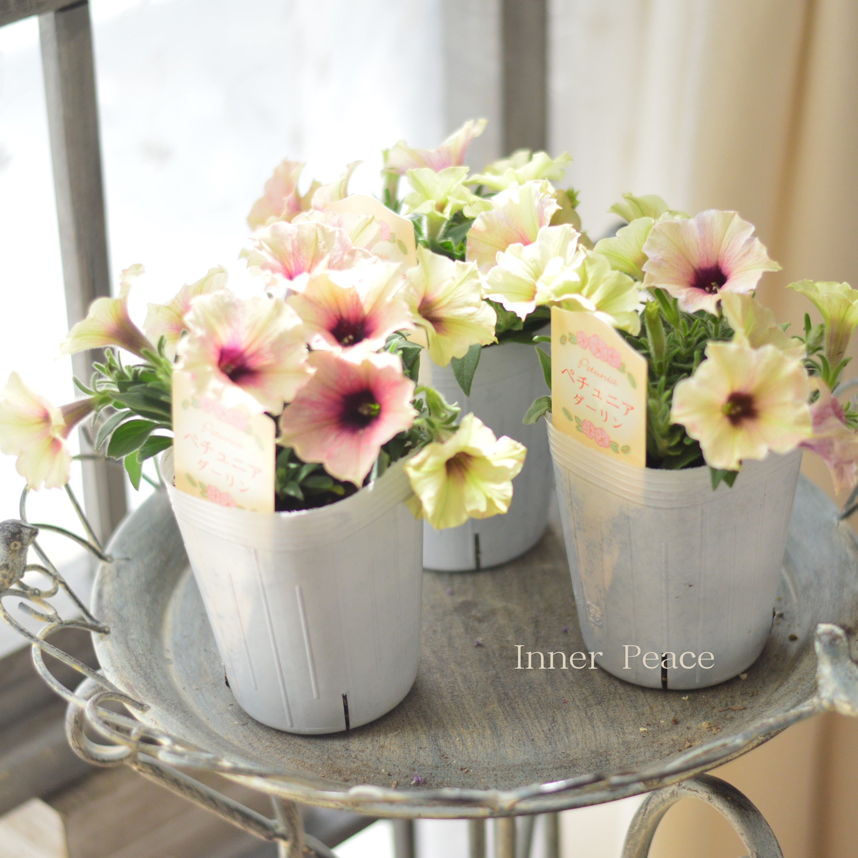 【神花園さん】 ペチュニア 『ダーリン』 3寸ロングPOT