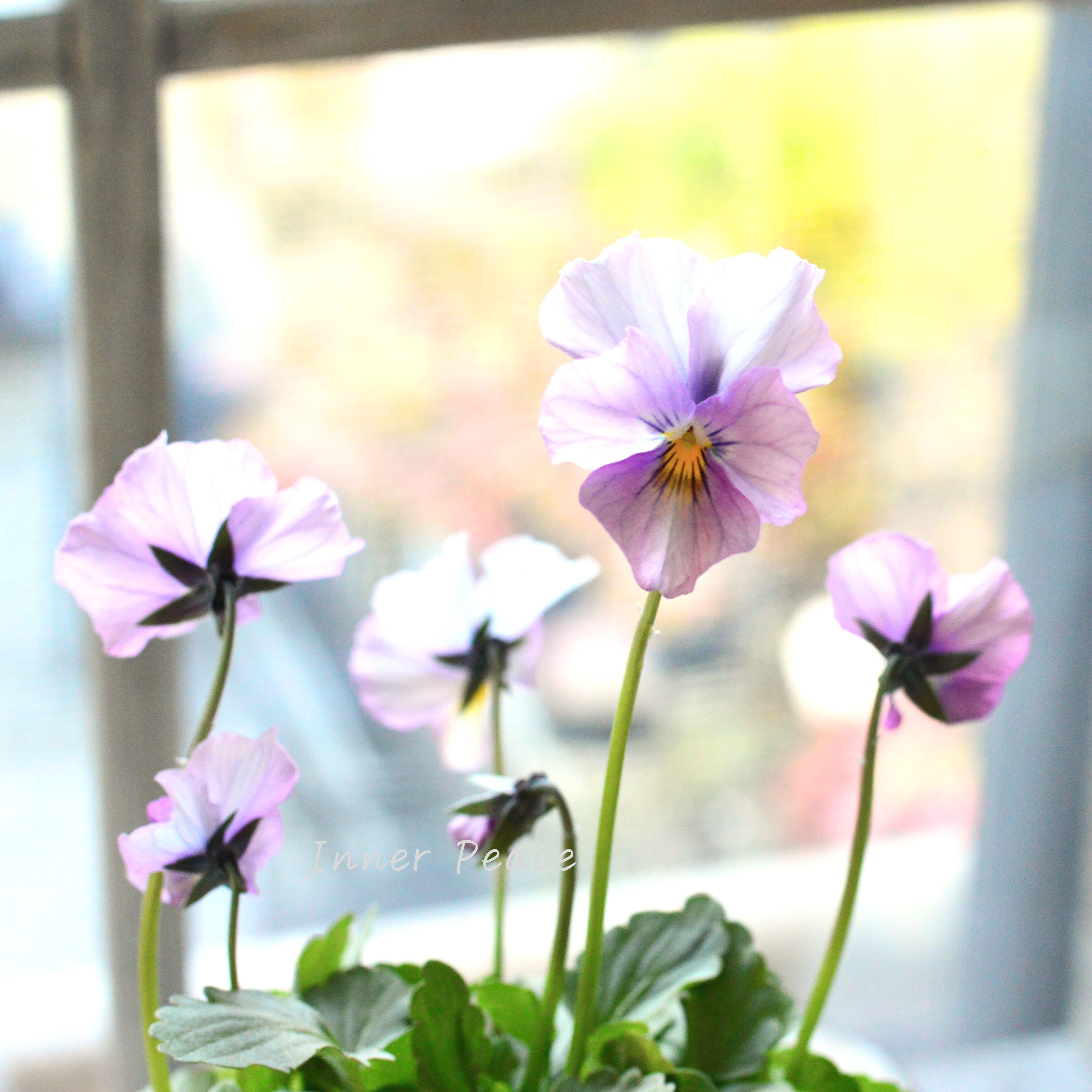 【吉村龍典さん育種ビオラ】 君待ちシリーズ 『Bタイプ』 3.5寸POT