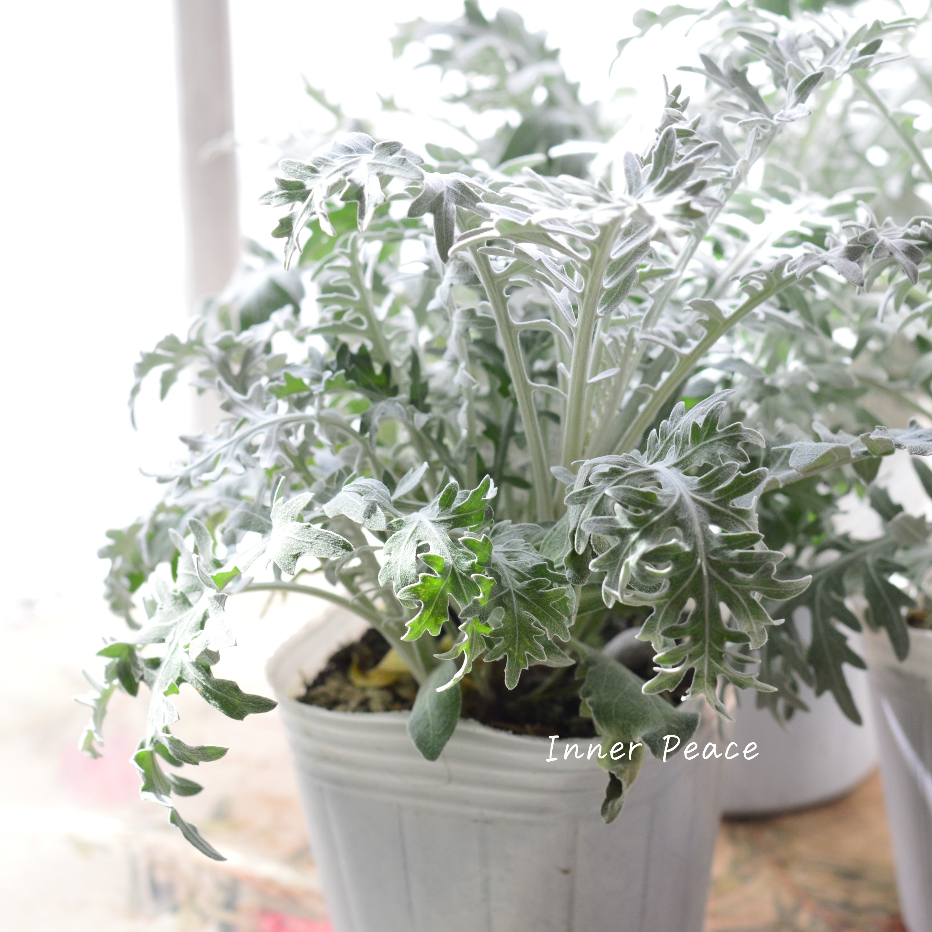 【暑さ寒さに強い】 セントーレア 『ギムノカルパ』 3寸POT