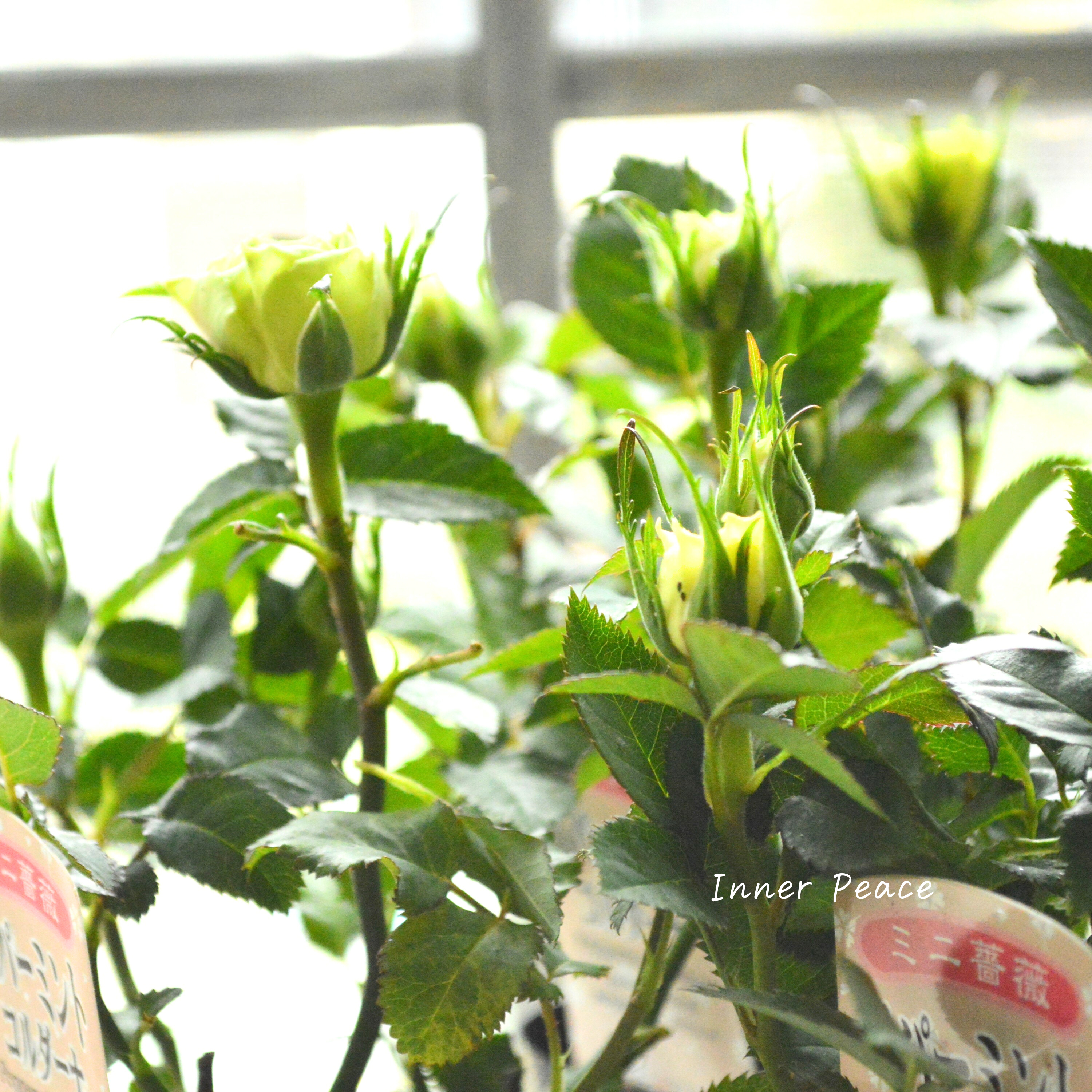 【美しい】ミニ薔薇 『コルダナ・ペパーミント』 3寸POT