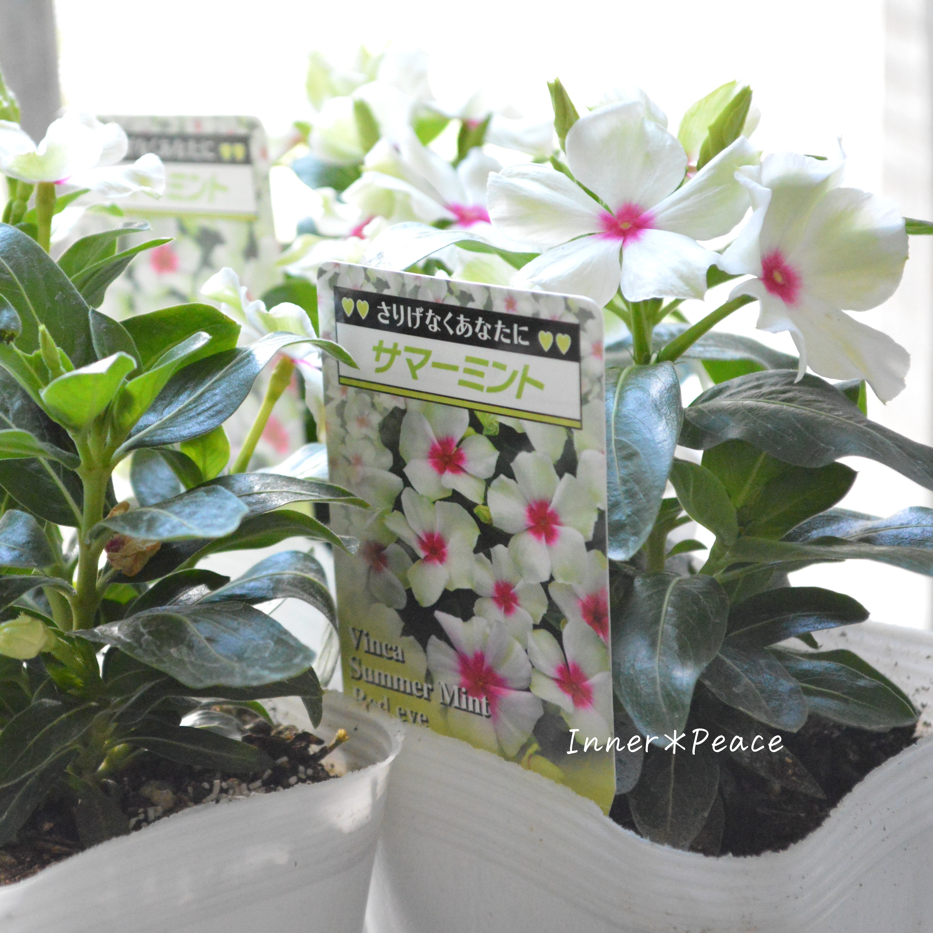 【北島園芸さん】 ニチニチソウ 『サマーミント・レッドアイ』 3.5寸POT