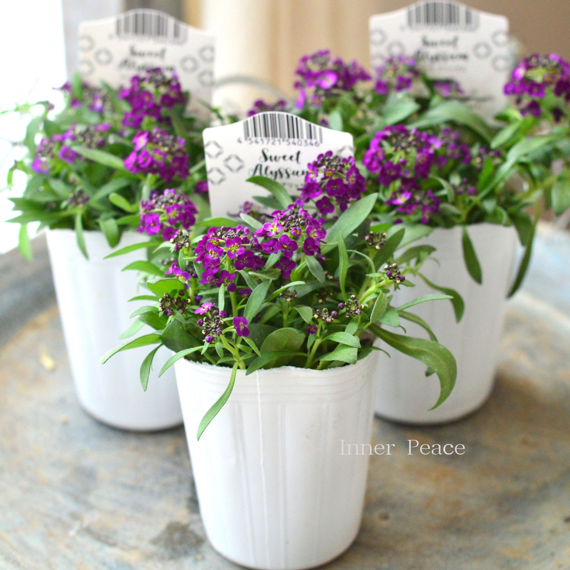 【かわいい】 スイートアリッサム 『アルーレ・ディープパープル』 2.5寸POT