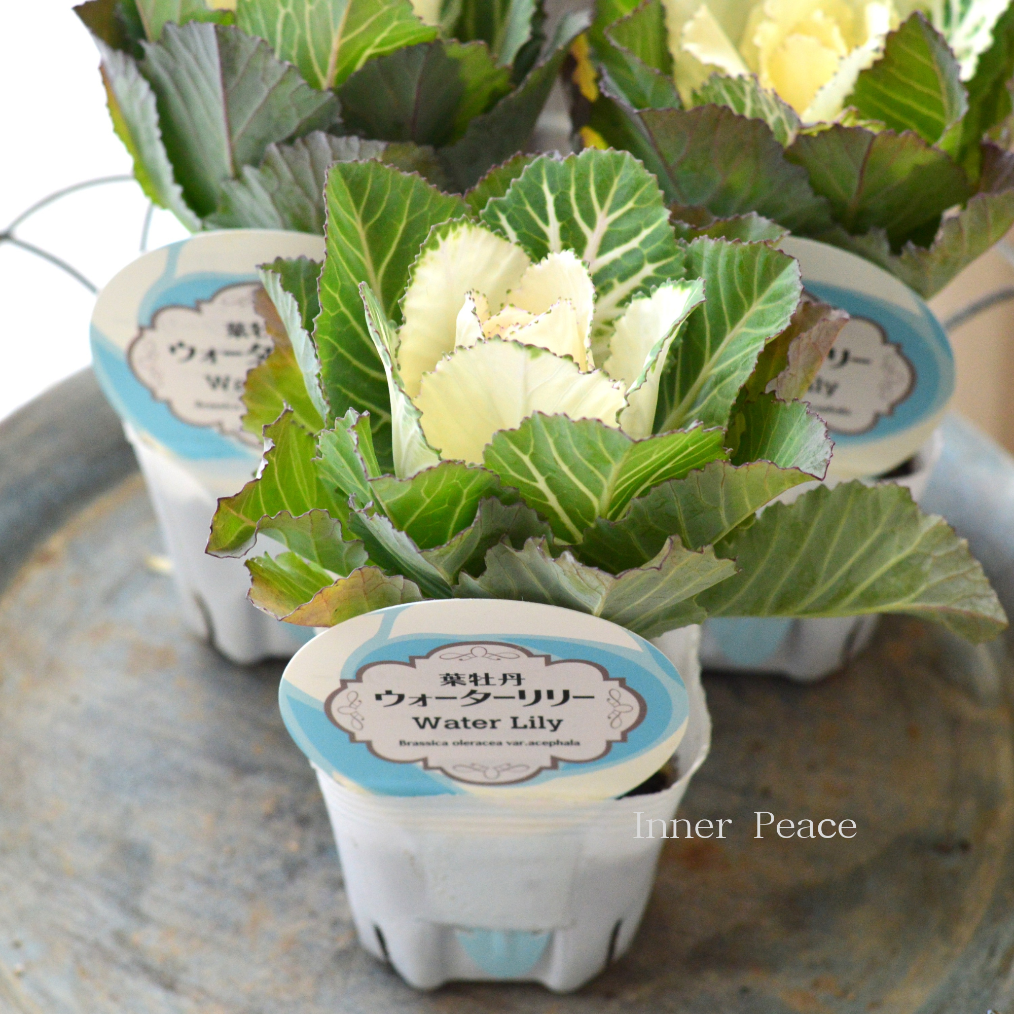 【美しい】 葉牡丹 『ウォーターリリー・白』 3寸POT