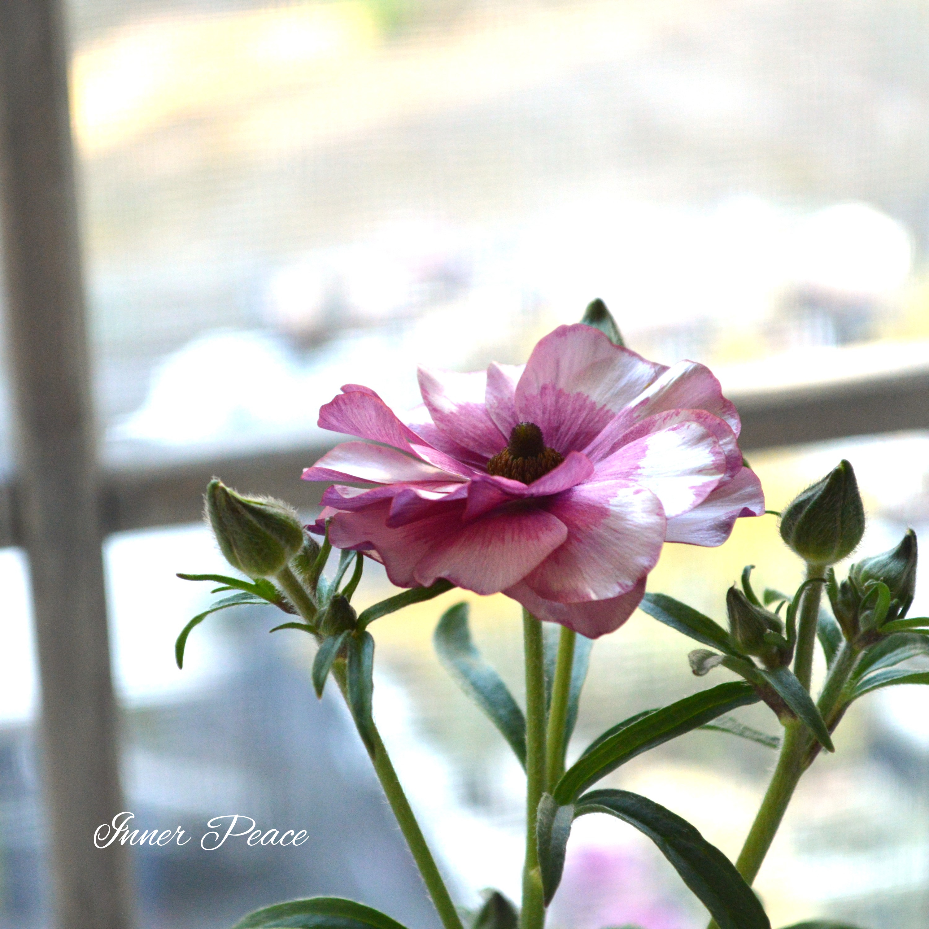 【美しい】 ラナンキュラス・ラックス 『ディオニュソス』 4寸POT