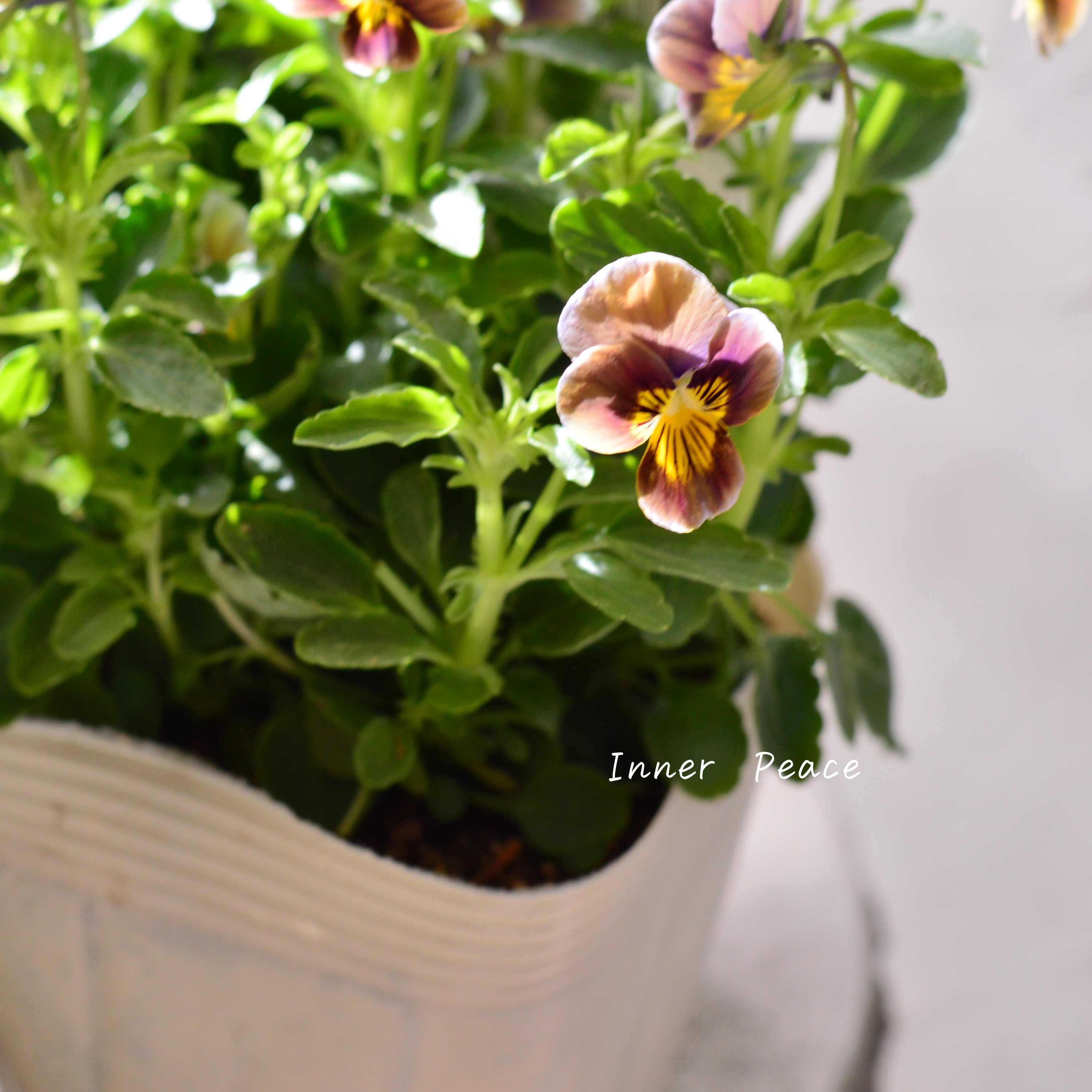 【シック】 ビオラ 『フロステッドチョコレート』 3.5寸POT