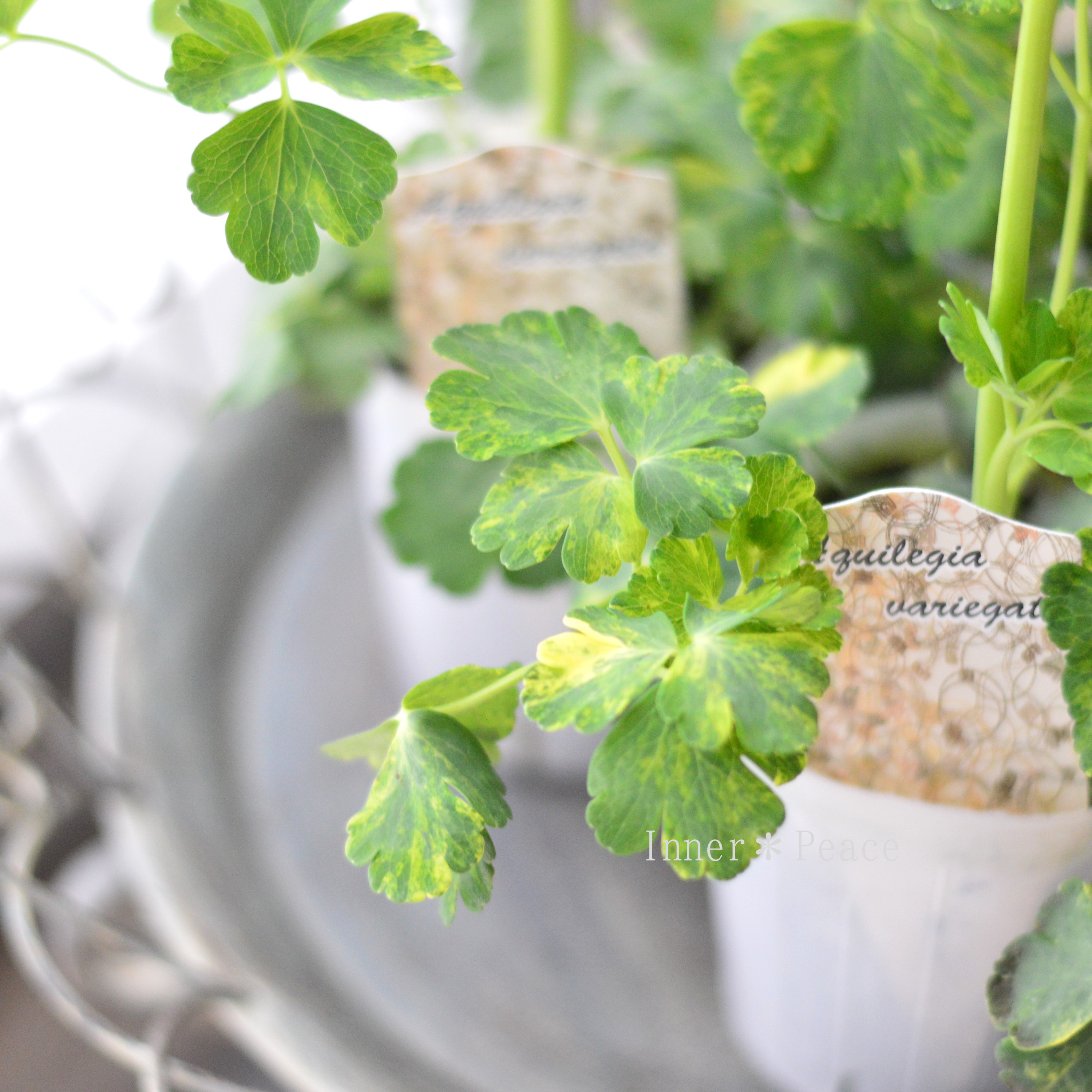 【松原園芸さん】 斑入りオダマキ 『白花』 3寸ロングPOT