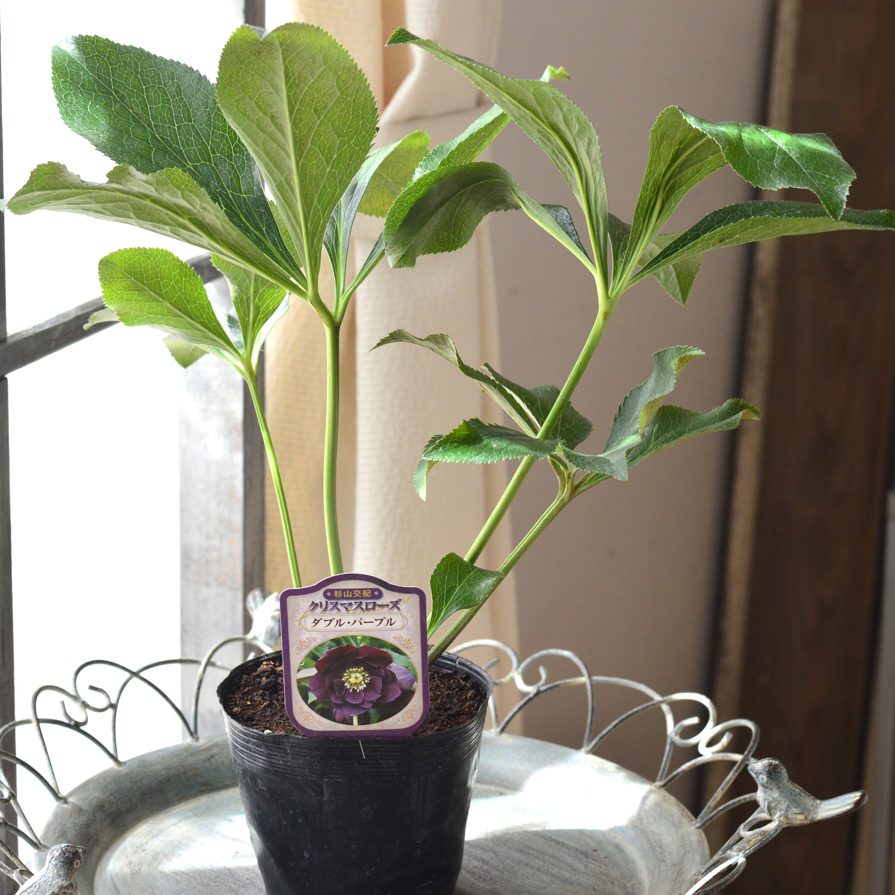 【杉光園芸さん】 クリスマスローズ 『ダブル・パープル』 4寸POT