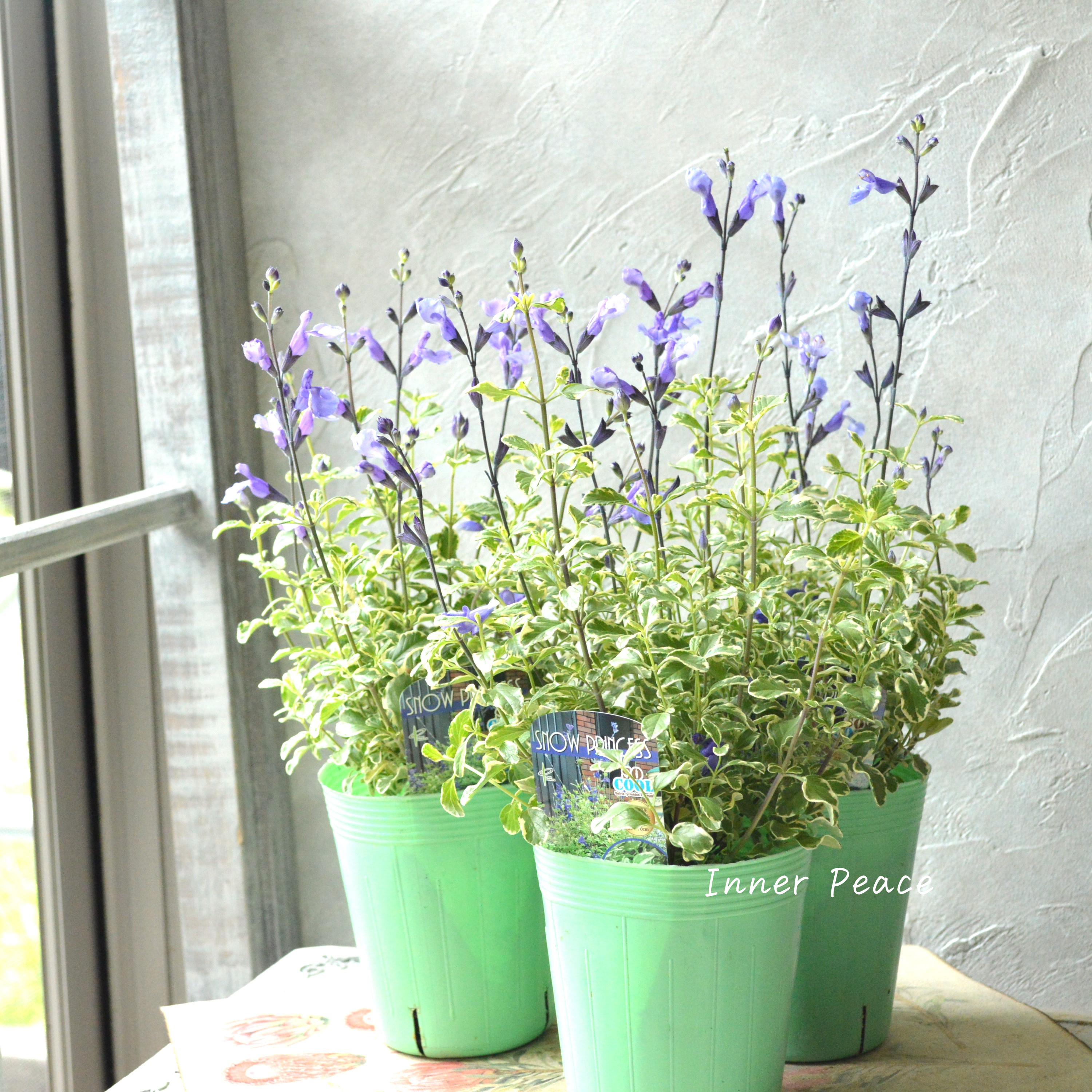 【斑入り】 サルビア 『ソークール・スノープリンセス』 3.5寸ロングPOT