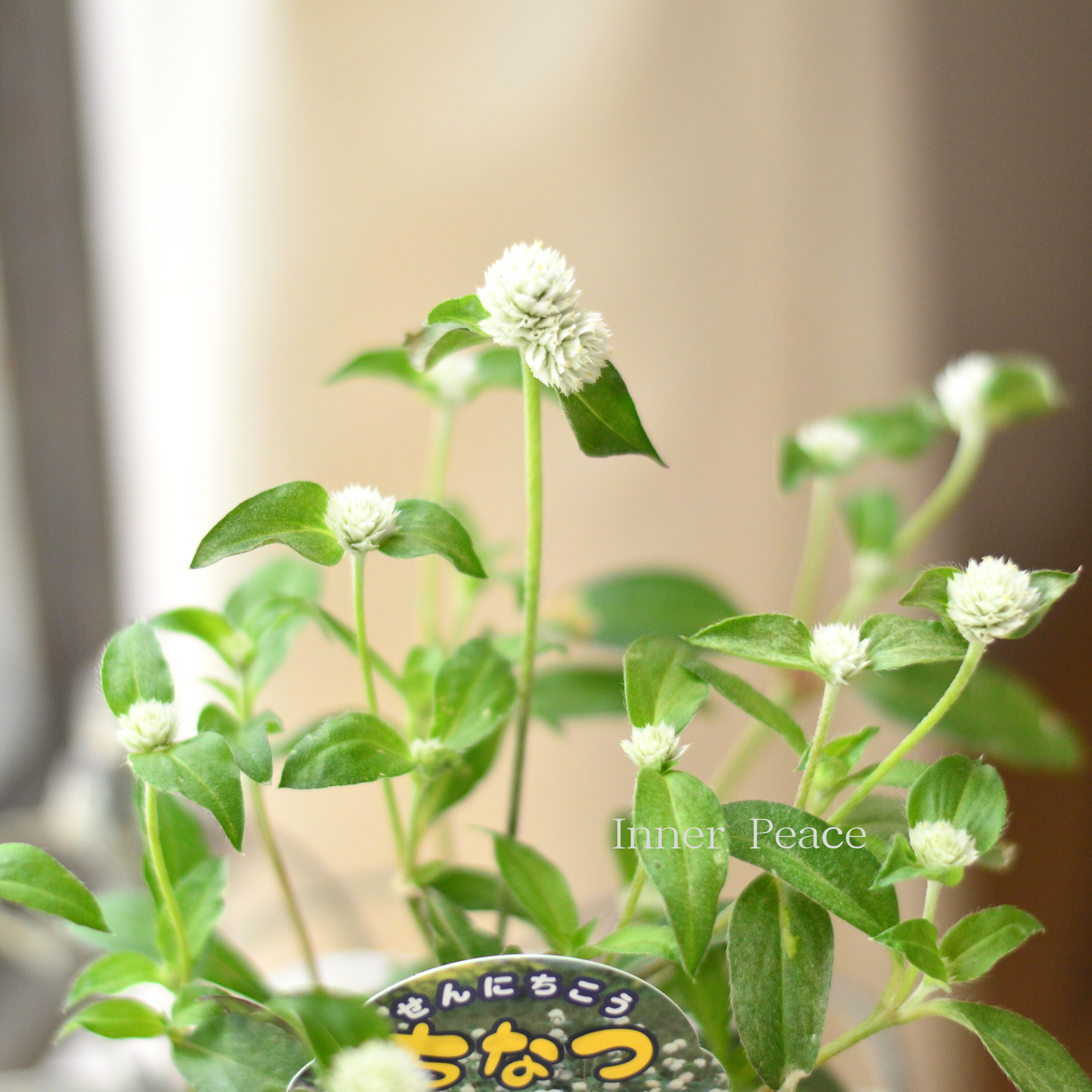 【寄せ植えに】 千日紅 『ちなつ・ホワイト』 3寸ロングPOT