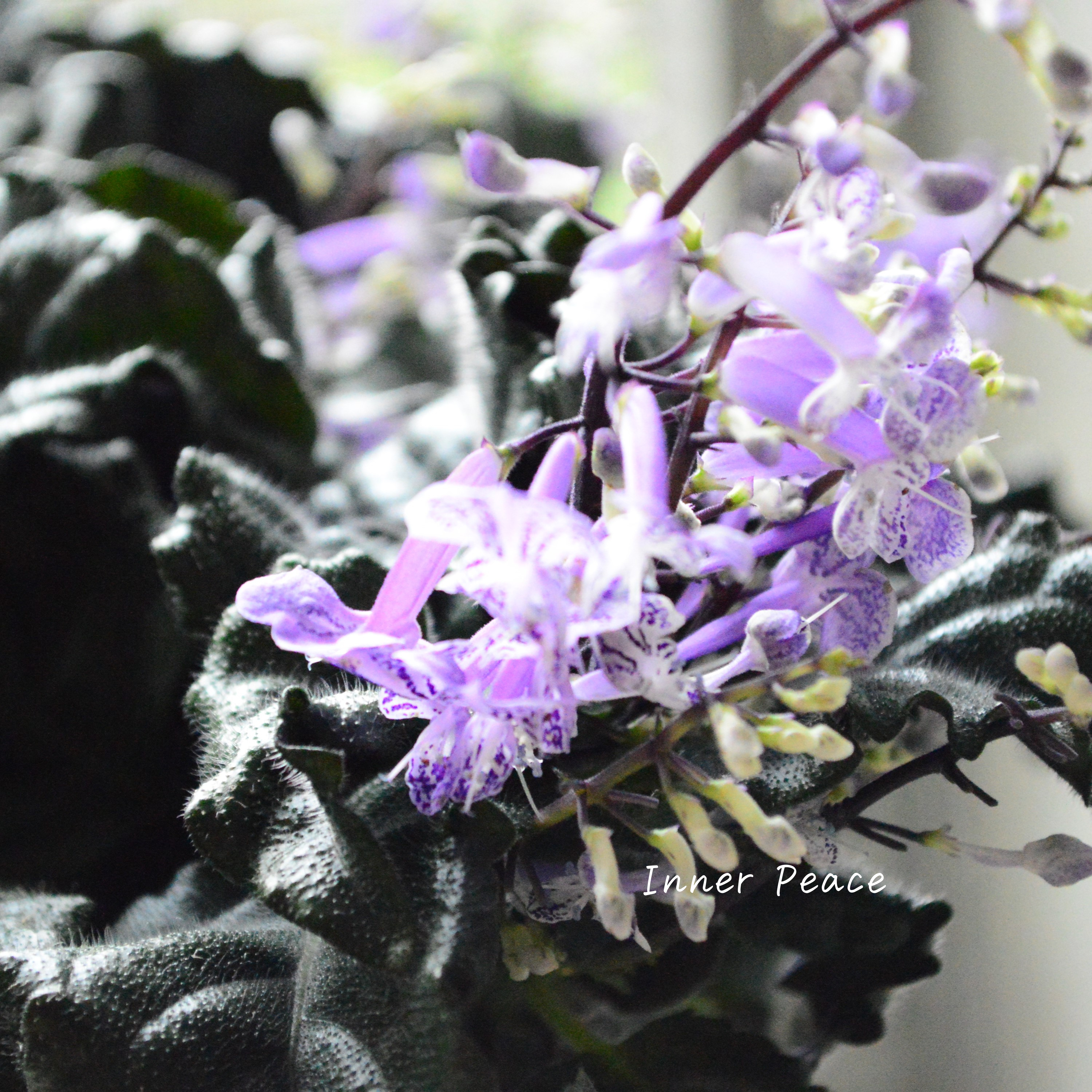 【美しい】 プレクトランサス 『モナラベンダー』 3.5寸POT