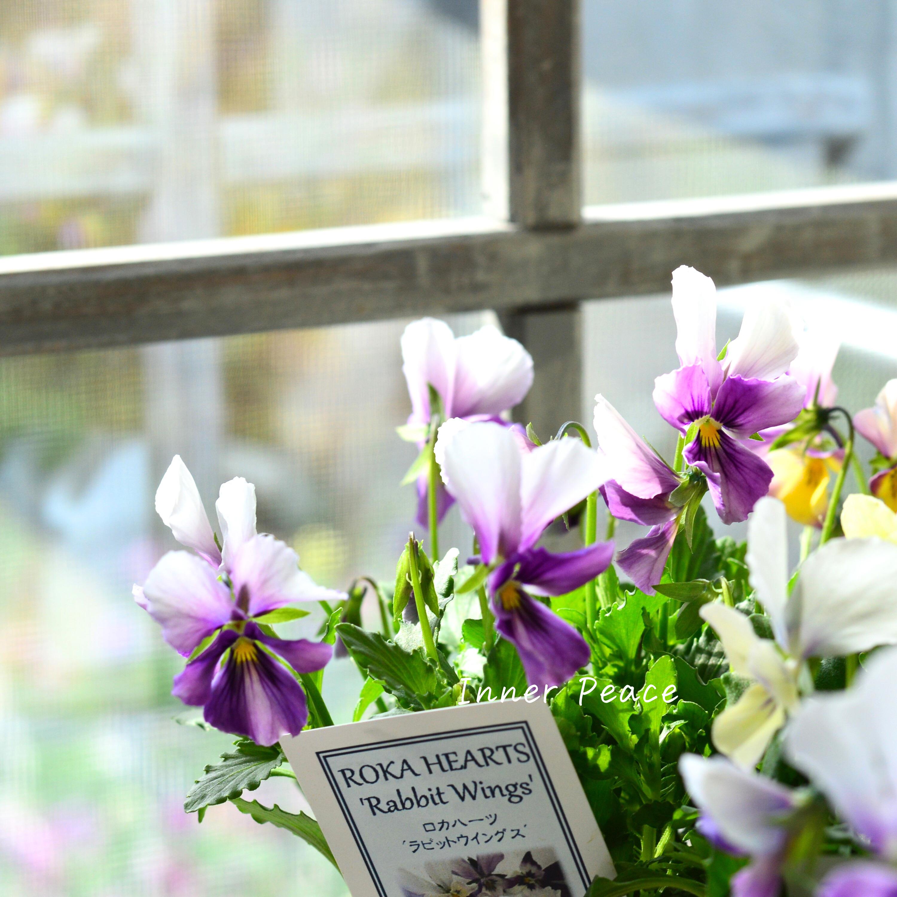 【美しい】 ビオラ ロカハーツ 『ラビットウイングス』 3.5寸POT