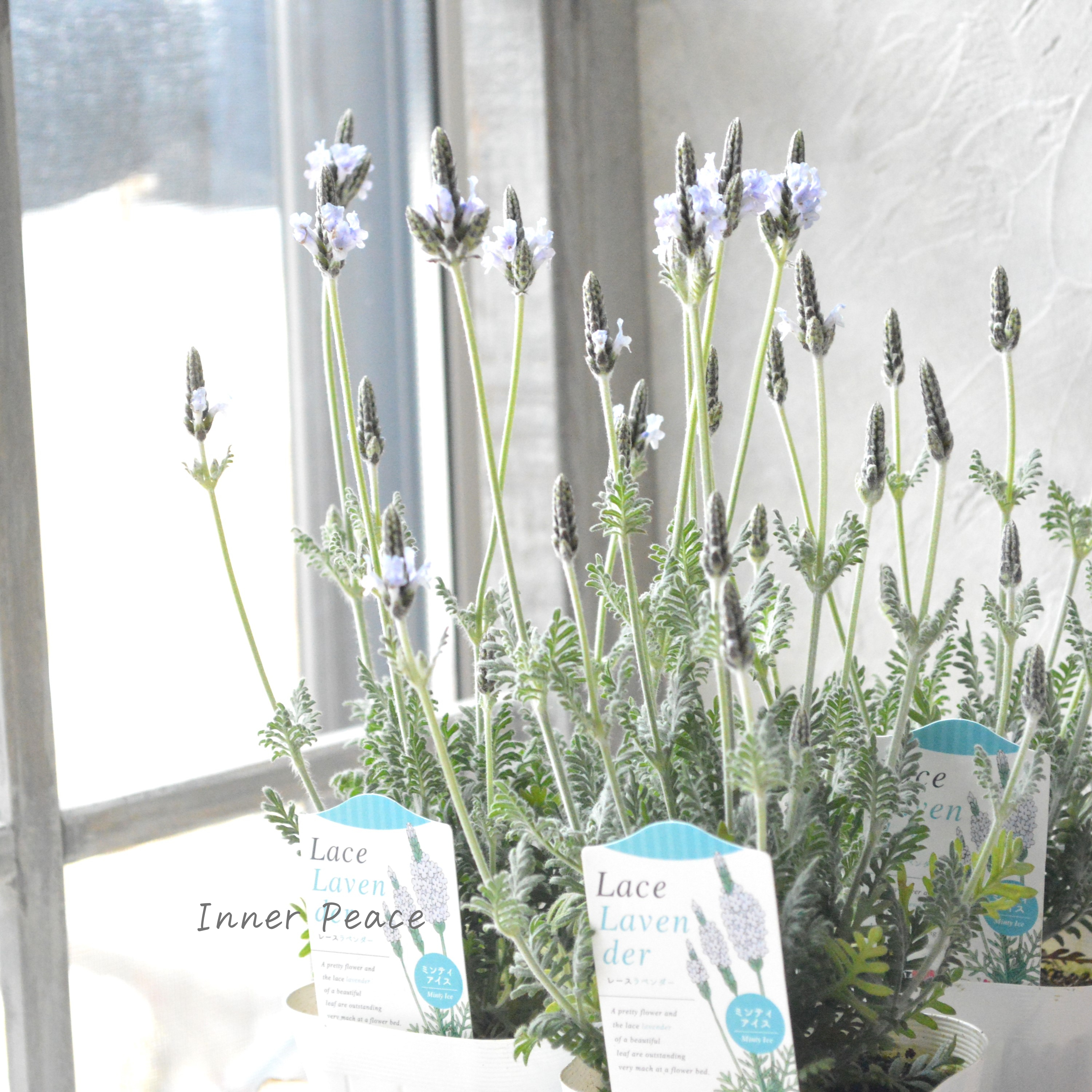 【美しい】 レースラベンダー 『トーチ ミンティアイス』 3.5寸POT