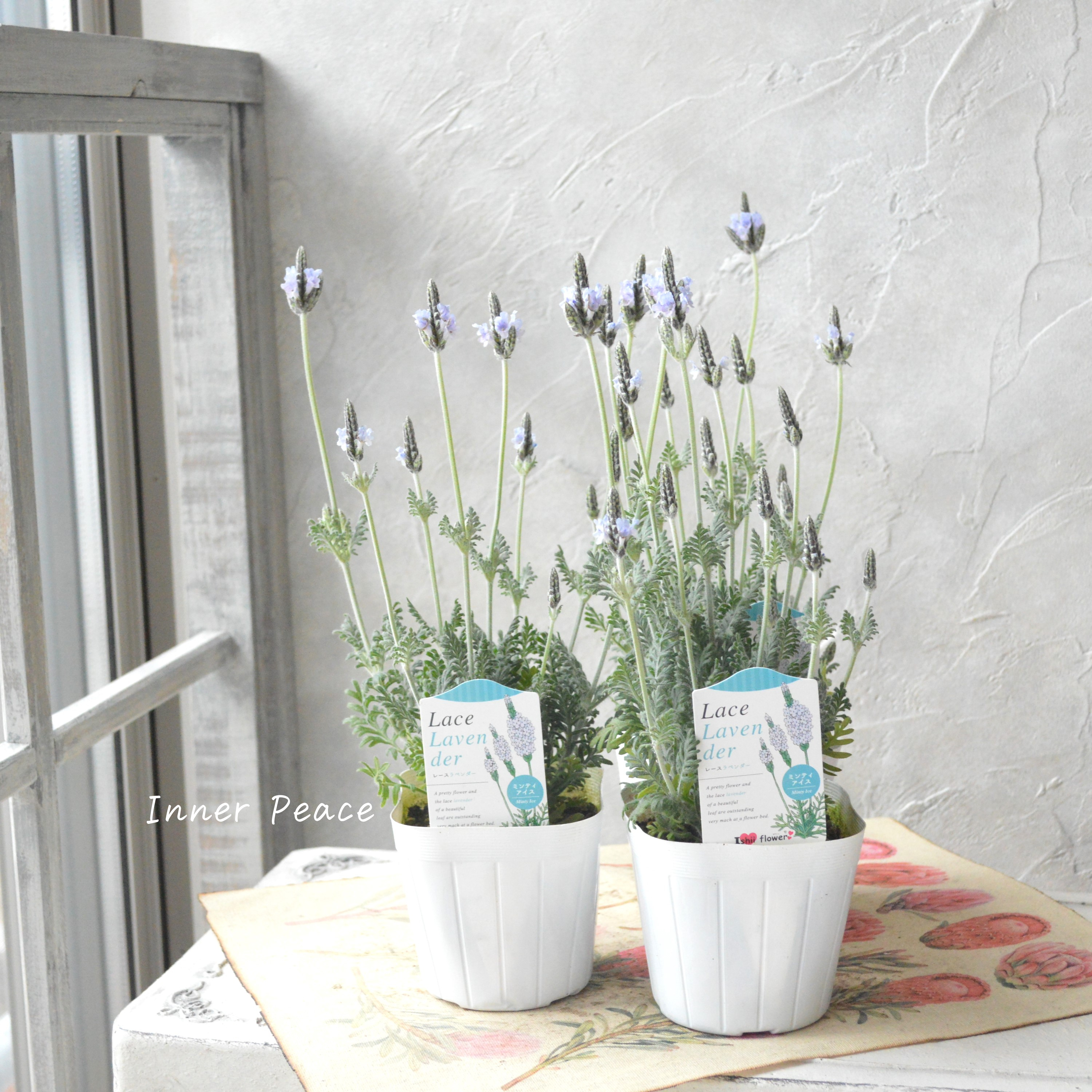 【美しい】 レースラベンダー 『トーチ ミンティアイス』 3.5寸POT